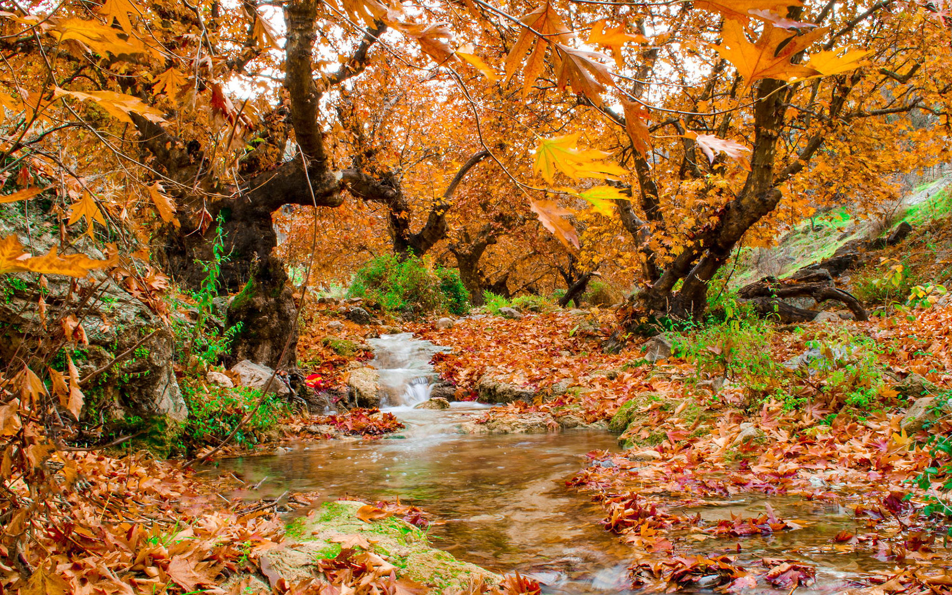 Обои деревья, природа, лес, листья, ручей, осень, trees, nature, forest, leaves, stream, autumn разрешение 1920x1200 Загрузить