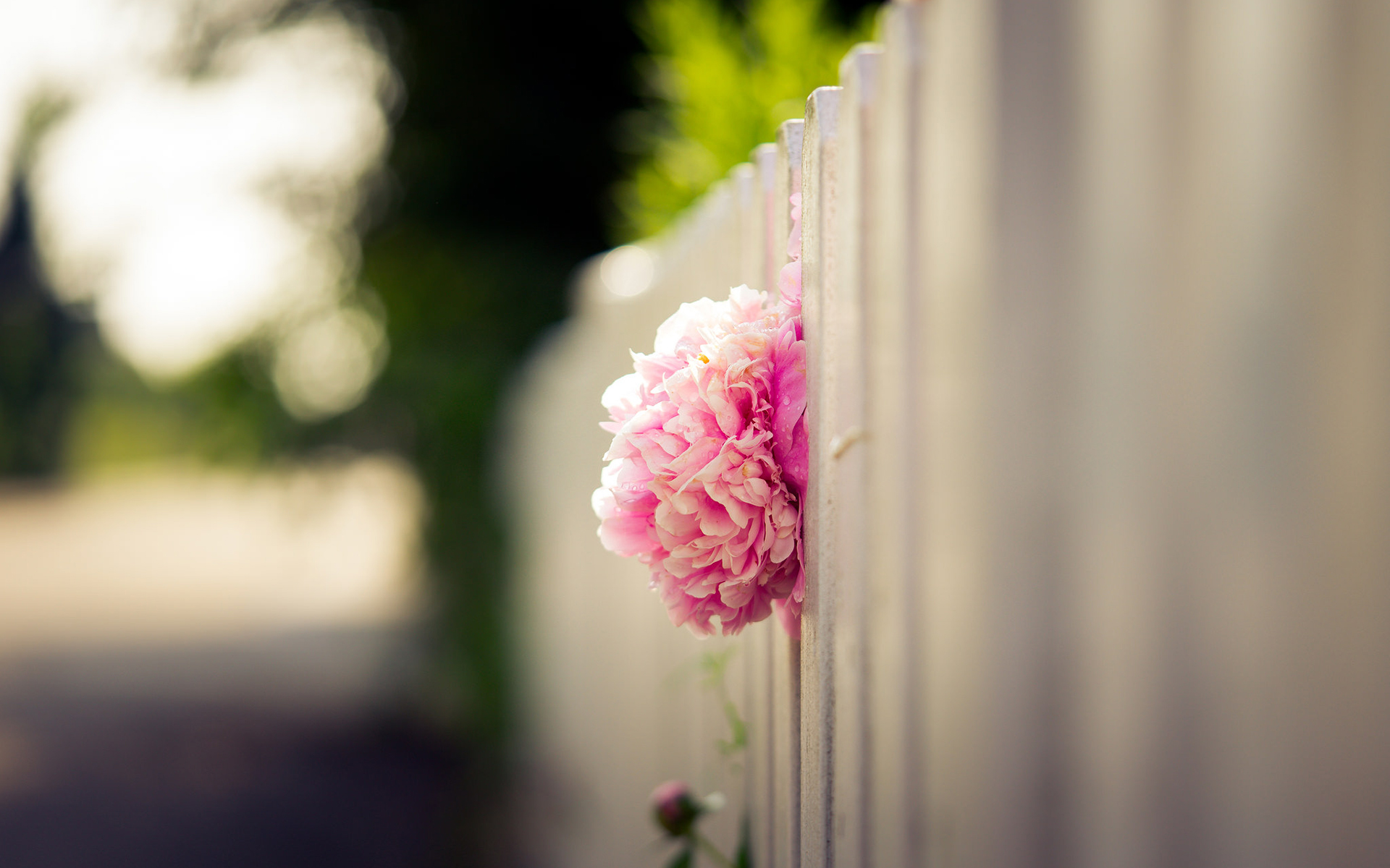 Обои цветок, лепестки, забор, размытость, бутон, розовый, пион, flower, petals, the fence, blur, bud, pink, peony разрешение 1920x1200 Загрузить