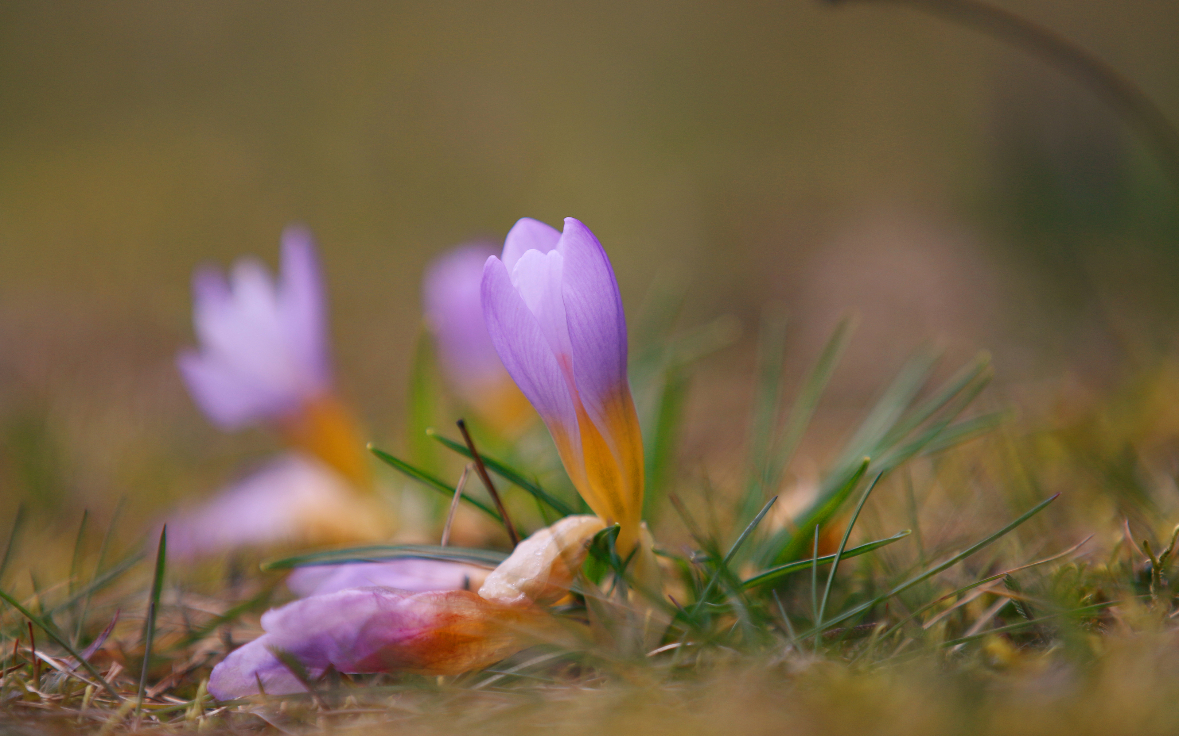 Обои цветы, трава, природа, размытость, весна, крокусы, flowers, grass, nature, blur, spring, crocuses разрешение 3840x2400 Загрузить