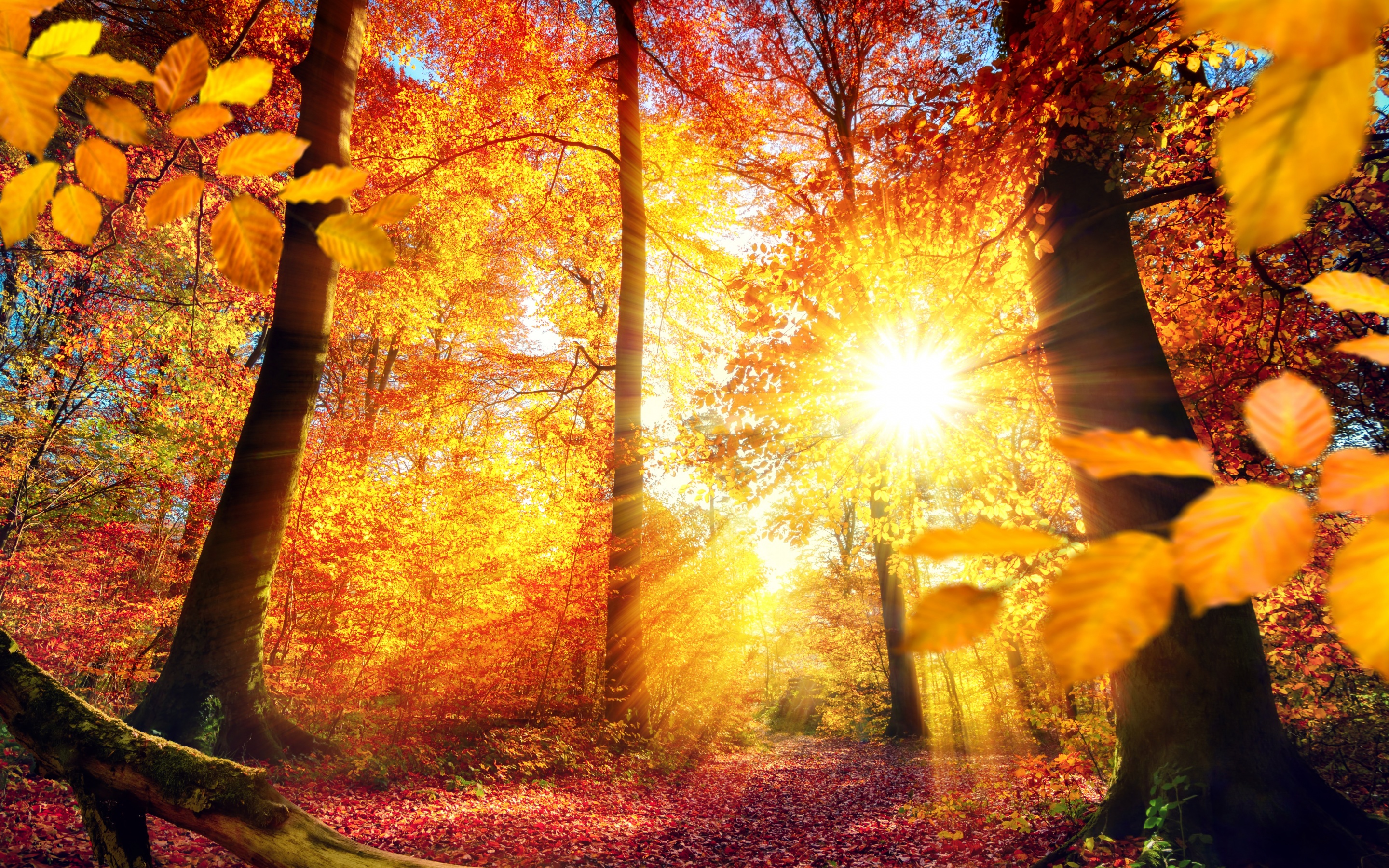 Обои деревья, солнце, природа, листья, лучи, осень, коряга, trees, the sun, nature, leaves, rays, autumn, snag разрешение 2880x1800 Загрузить