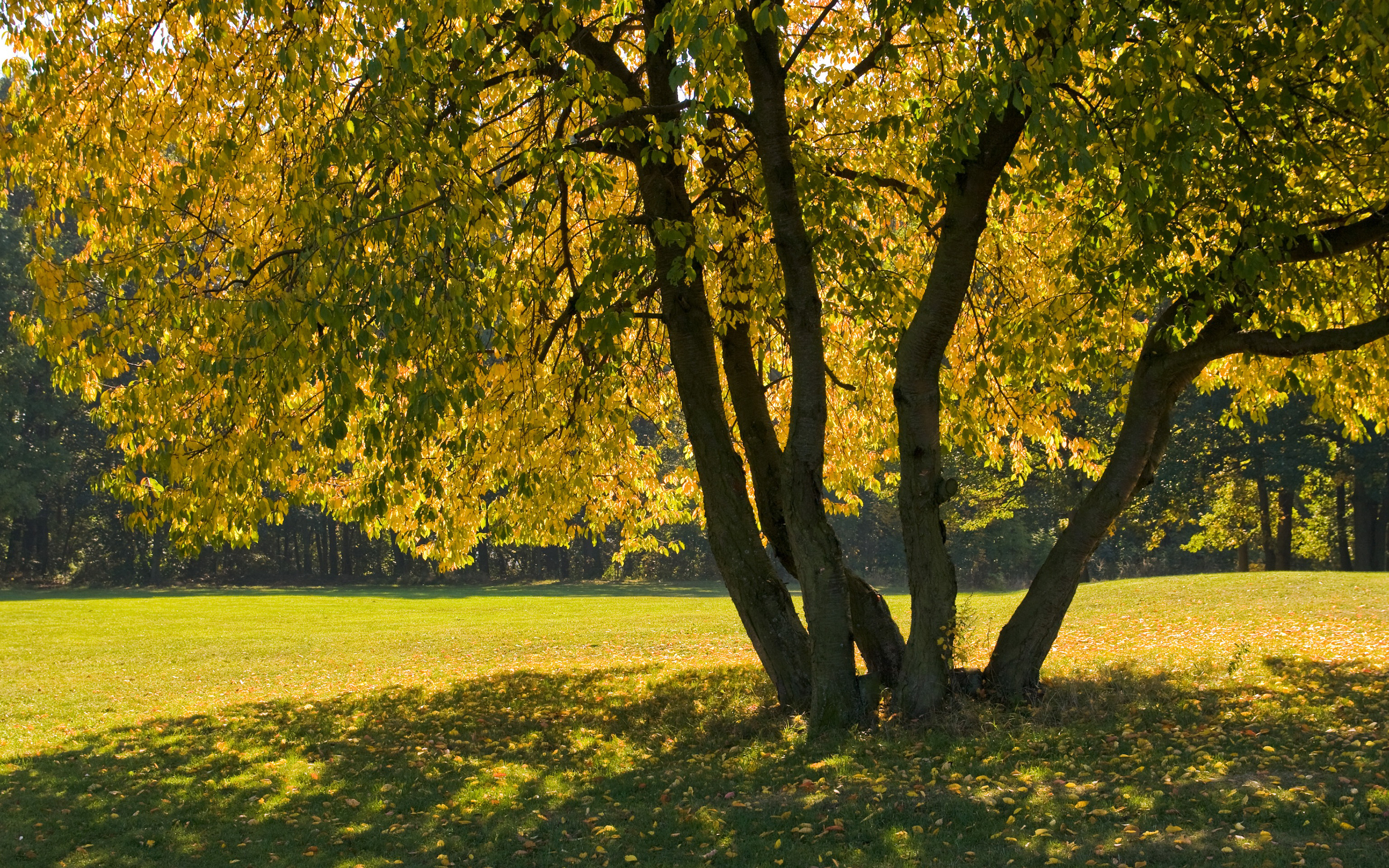Обои дерево, листья, ветки, осень, тень, tree, leaves, branches, autumn, shadow разрешение 2880x1800 Загрузить