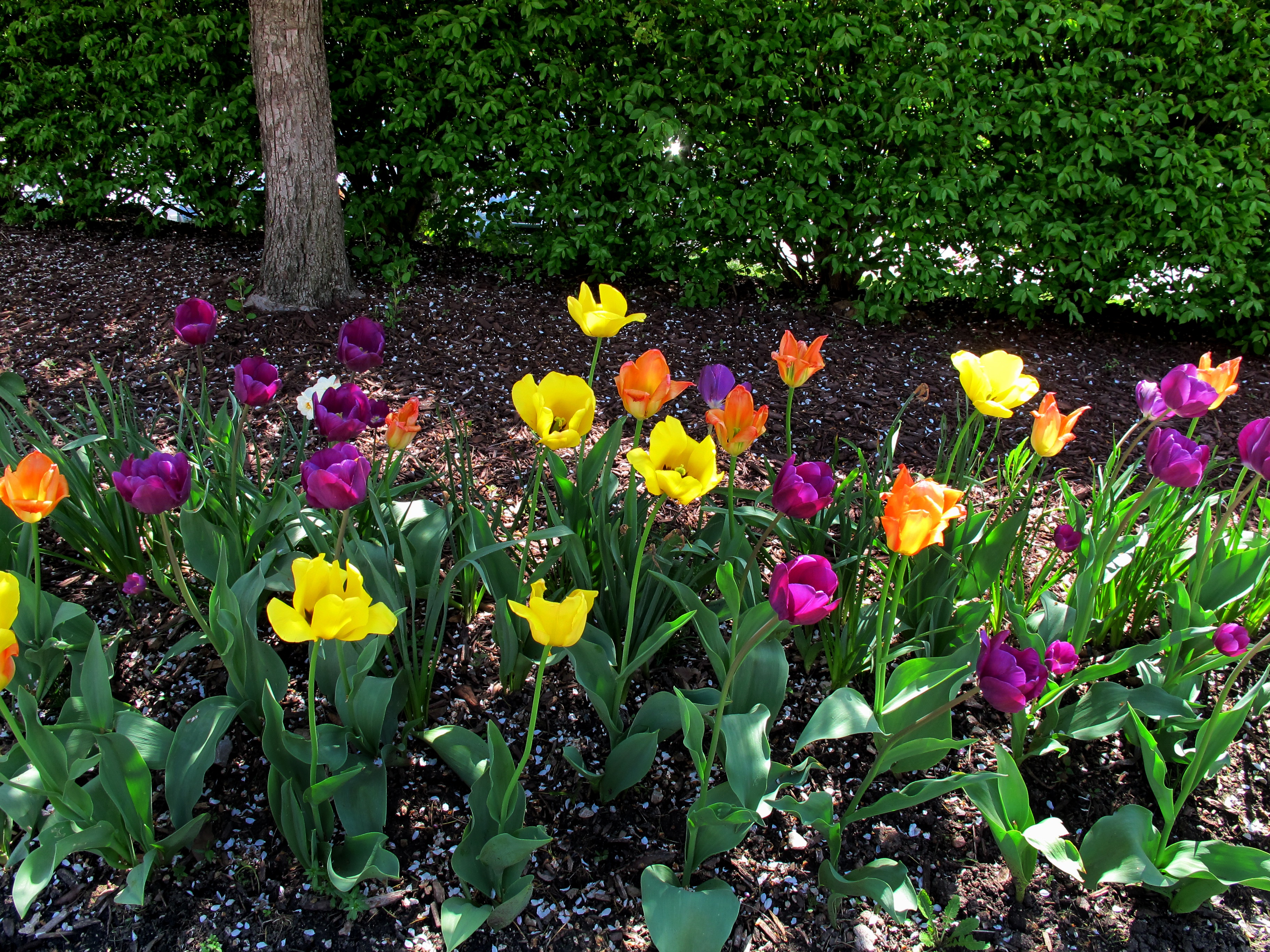 Обои цветы, бутоны, лепестки, весна, тюльпаны, стебли, flowers, buds, petals, spring, tulips, stems разрешение 3648x2736 Загрузить