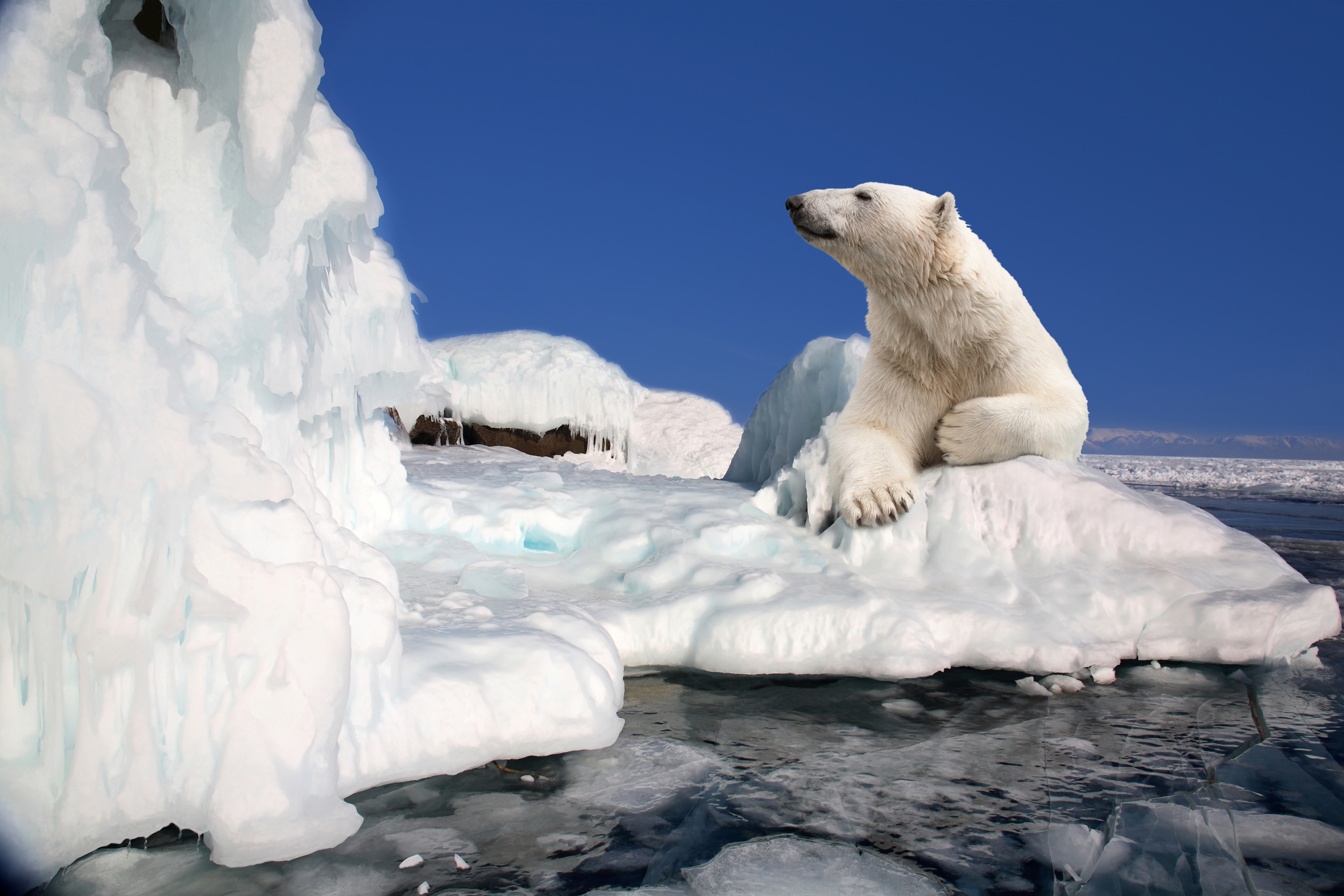 Arctic pole. Северный Ледовитый океан белый медведь. Белый медведь Северный полюс. Ледовитый океан с медведем. Белые медведи во льдах Северного Ледовитого океана.