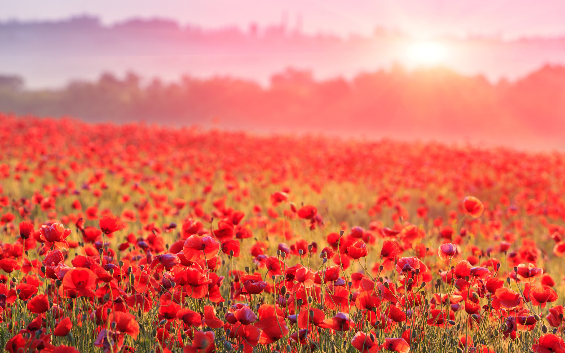 Обои цветы, туман, поле, горизонт, красные, маки, flowers, fog, field, horizon, red, maki разрешение 1920x1200 Загрузить