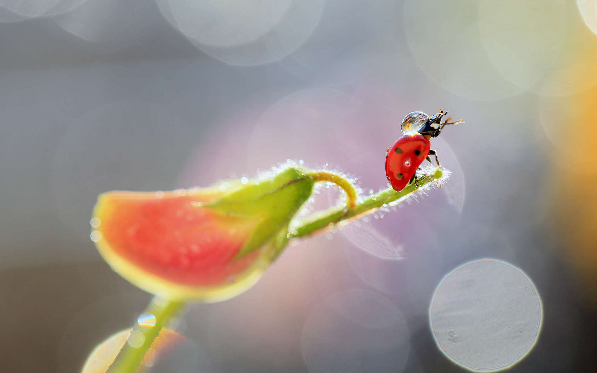 Обои насекомое, цветок, капли, божья коровка, растение, боке, insect, flower, drops, ladybug, plant, bokeh разрешение 1920x1200 Загрузить