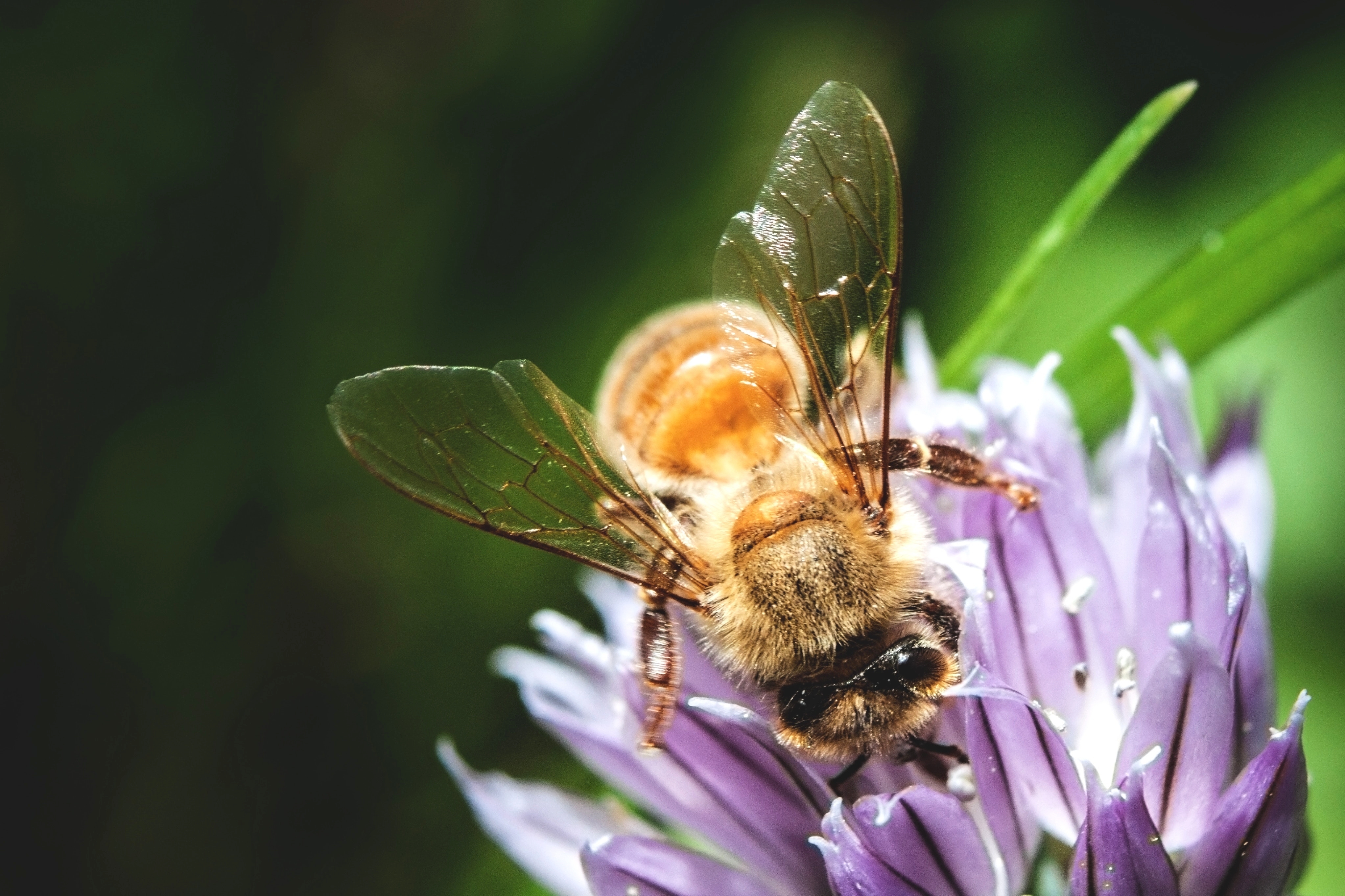 Обои макро, насекомое, цветок, пчела, опыление, macro, insect, flower, bee, pollination разрешение 4092x2728 Загрузить