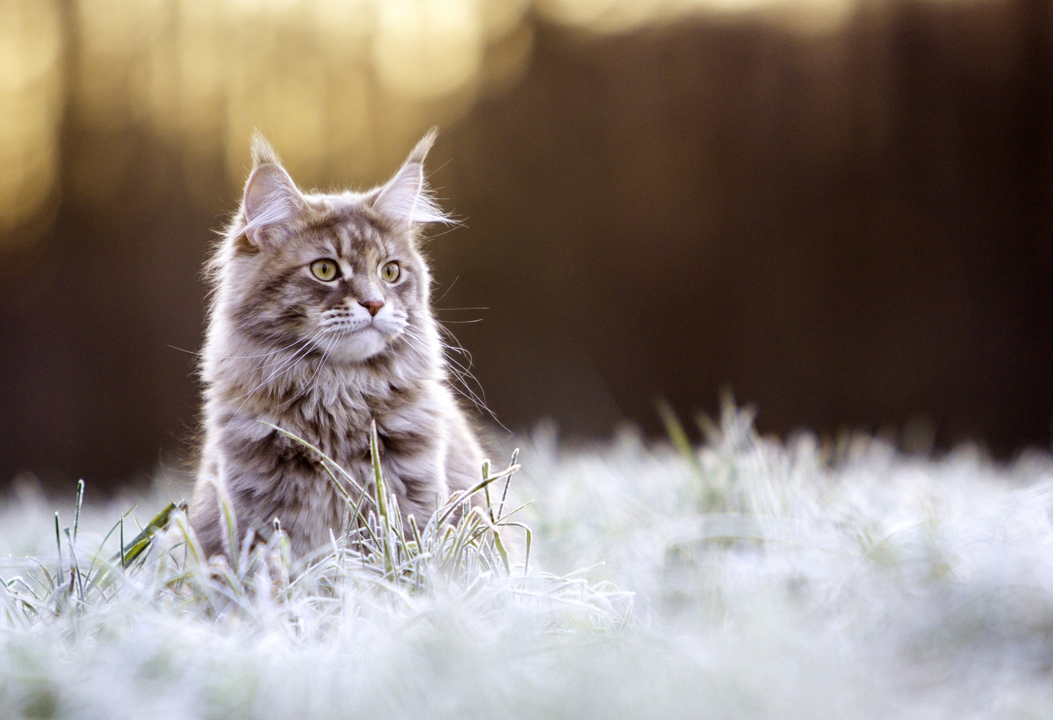 Обои глаза, трава, фон, кот, усы, иней, кошка, взгляд, мейн-кун, maine coon, eyes, grass, background, cat, mustache, frost, look разрешение 2048x1401 Загрузить