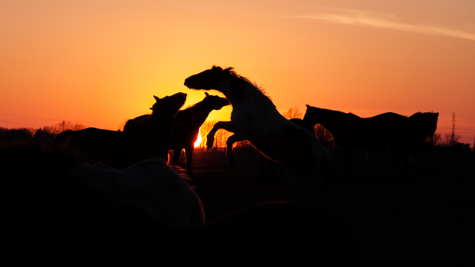 Обои закат, лошади, кони, стадо, sunset, horse, horses, the herd разрешение 1920x1080 Загрузить