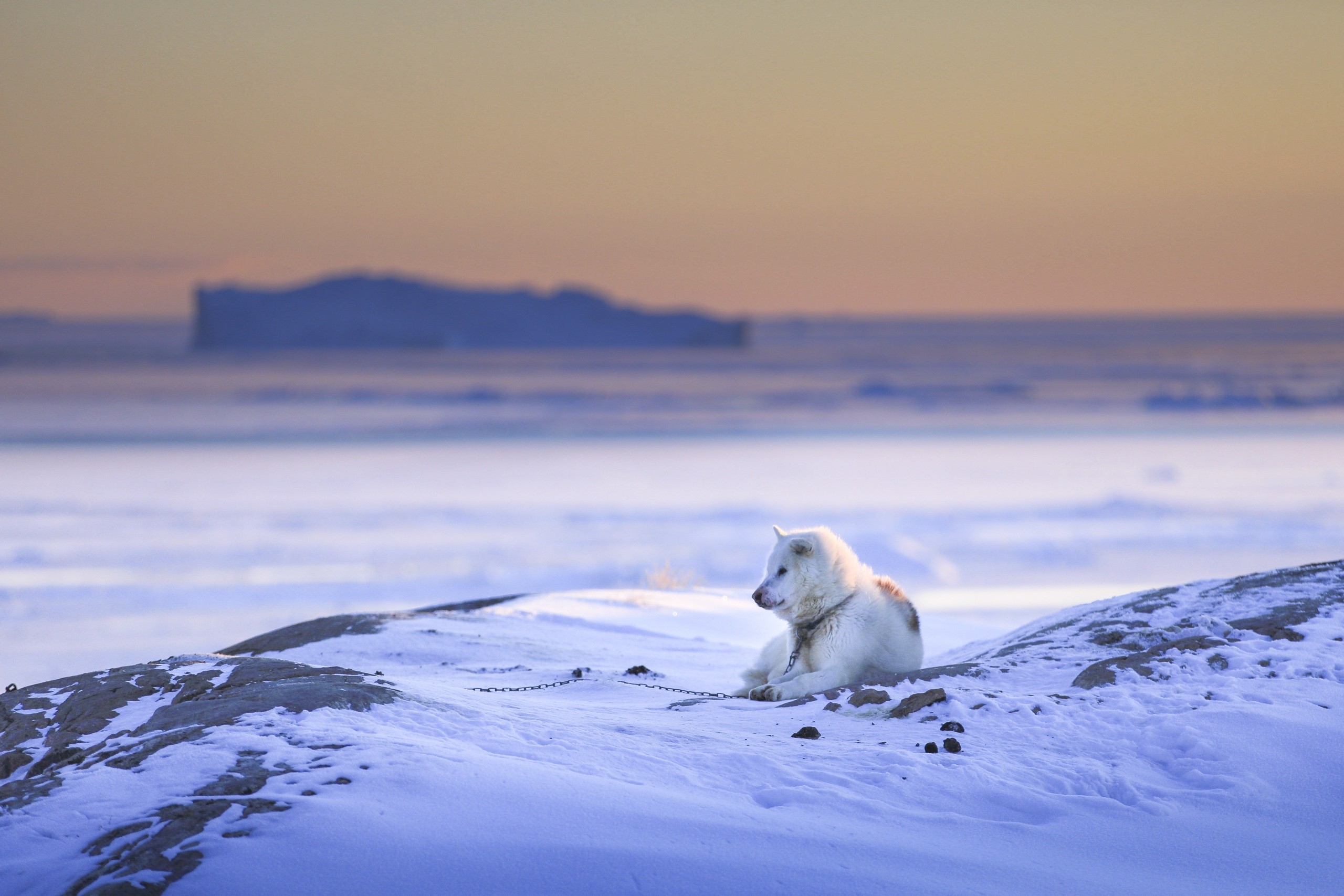 Обои снег, природа, зима, собака, пес, snow, nature, winter, dog разрешение 2560x1707 Загрузить