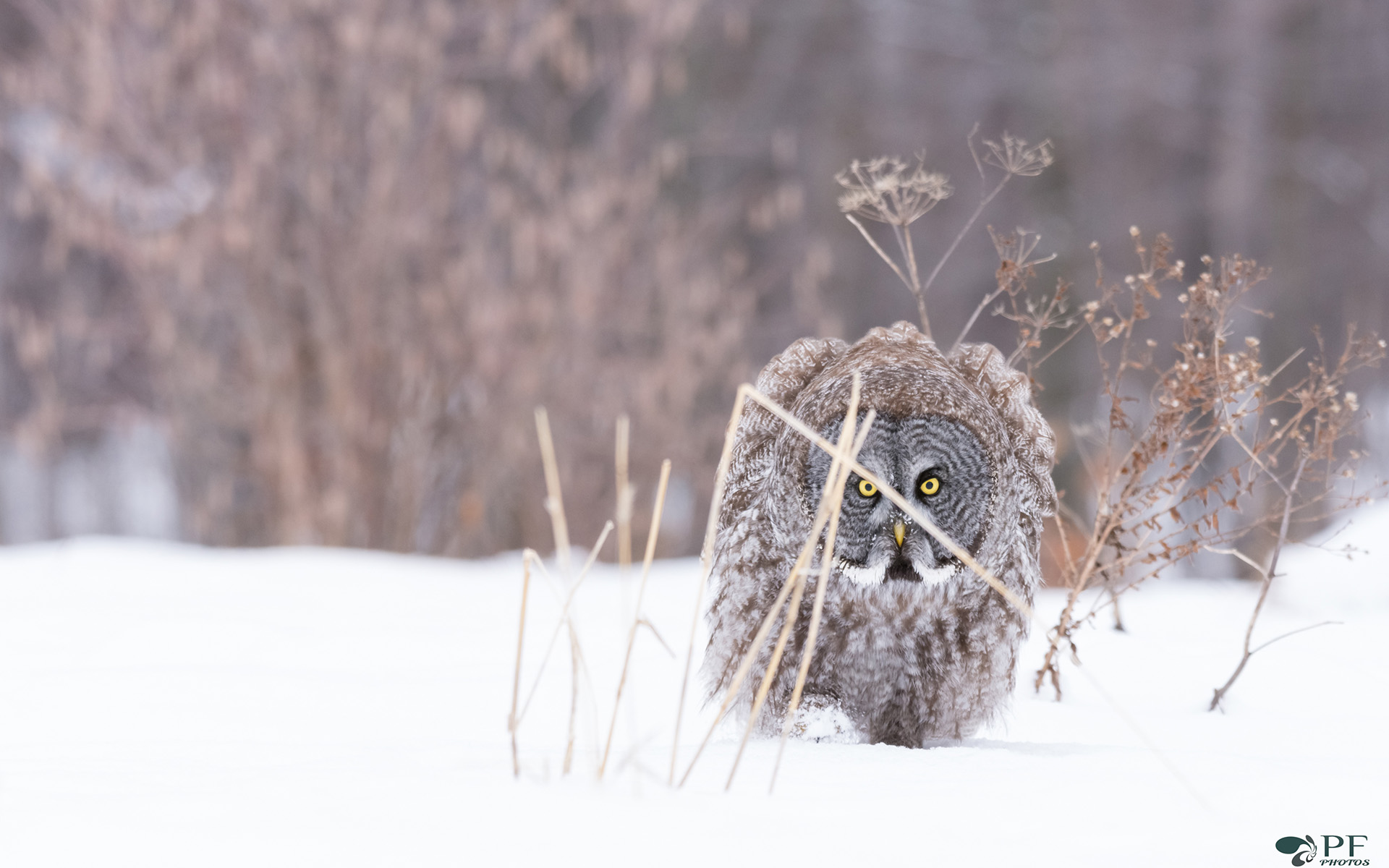 Обои сова, снег, природа, зима, мороз, птица, неясыть, хищная птица, owl, snow, nature, winter, frost, bird, bird of prey разрешение 1920x1200 Загрузить