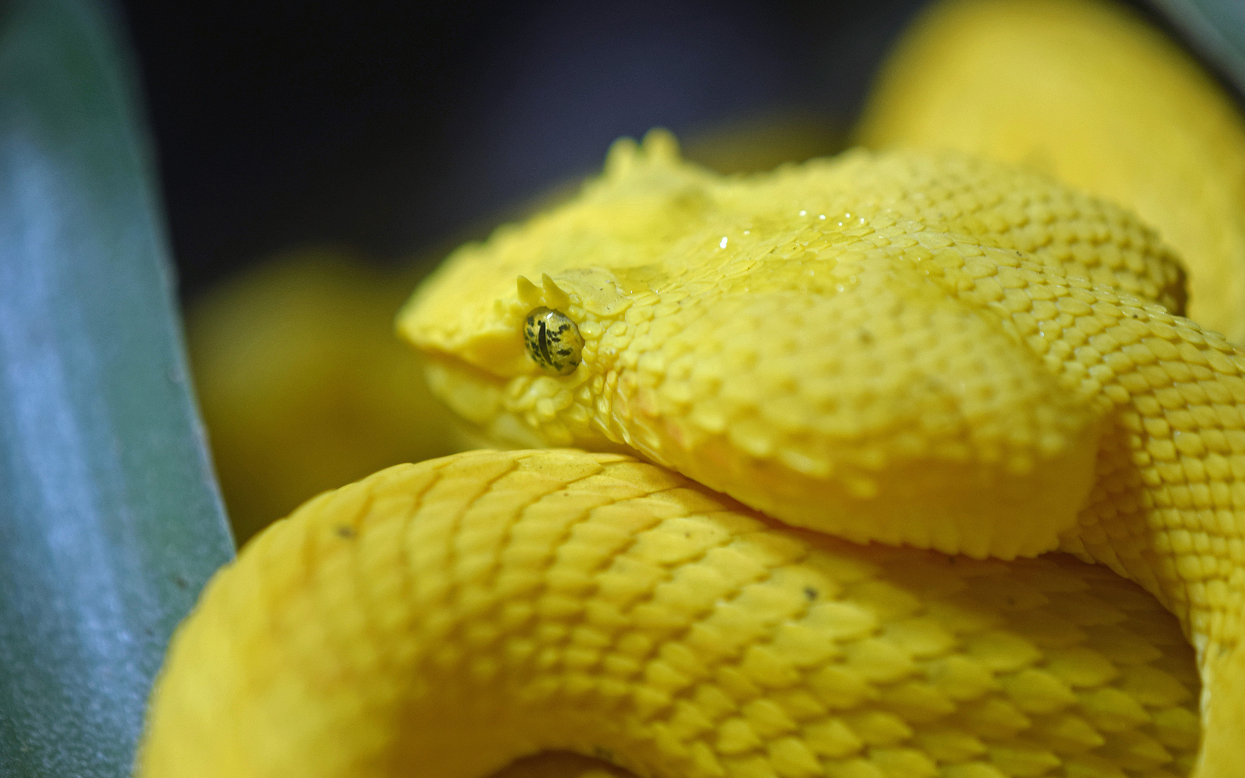 Обои змея, рептилия, пресмыкающиеся, snake, reptile, reptiles разрешение 2560x1600 Загрузить