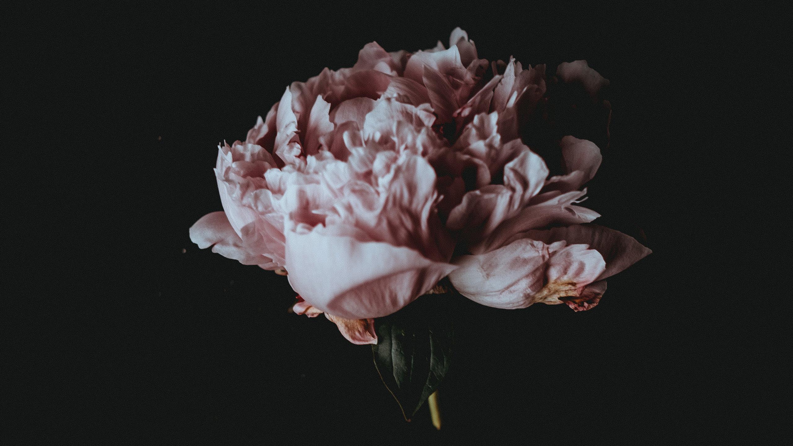 Обои цветок, лепестки, черный фон, пион, flower, petals, black background, peony разрешение 2560x1440 Загрузить