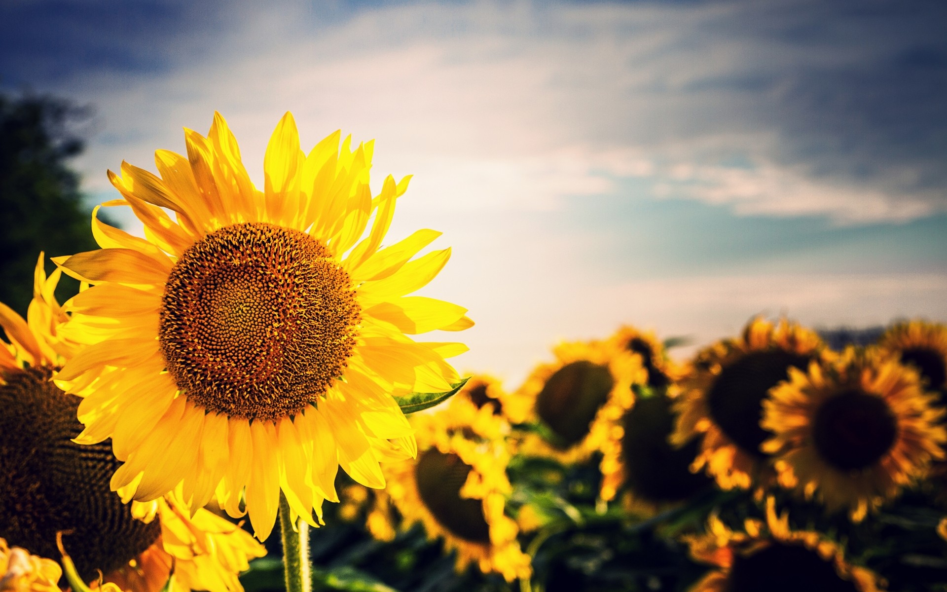 Обои небо, цветы, облака, подсолнух, подсолнухи, желтые, the sky, flowers, clouds, sunflower, sunflowers, yellow разрешение 1920x1200 Загрузить