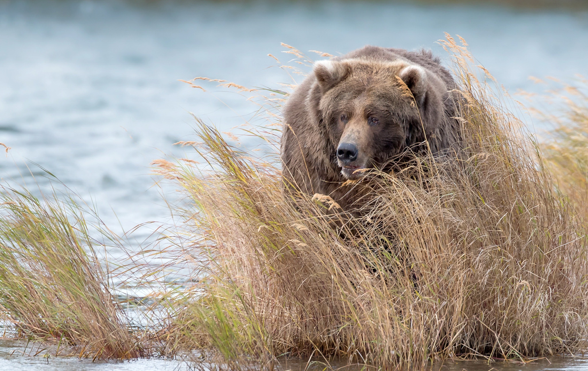 Обои вода, медведь, заросли, бурый медведь, water, bear, thickets, brown bear разрешение 2048x1294 Загрузить