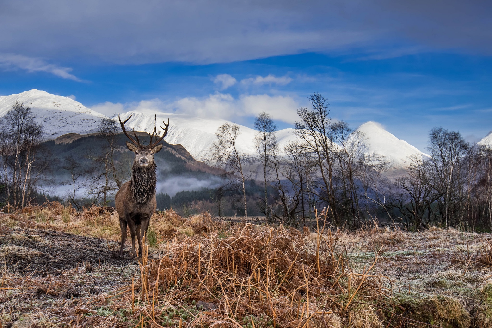 Обои небо, облака, горы, олень, рога, сухая трава, the sky, clouds, mountains, deer, horns, dry grass разрешение 2048x1367 Загрузить