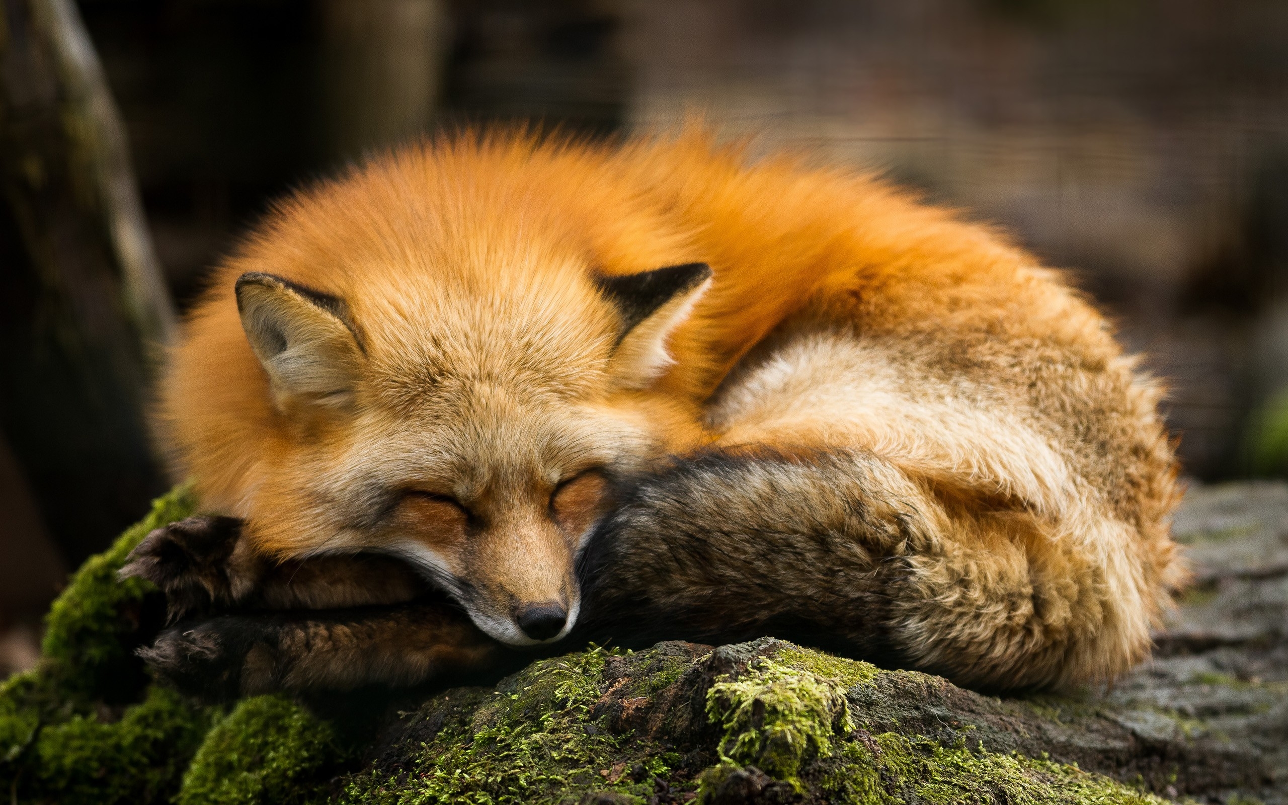 Обои спит, рыжая, лиса, хищник, камень, мох, лисица, sleeping, red, fox, pr...