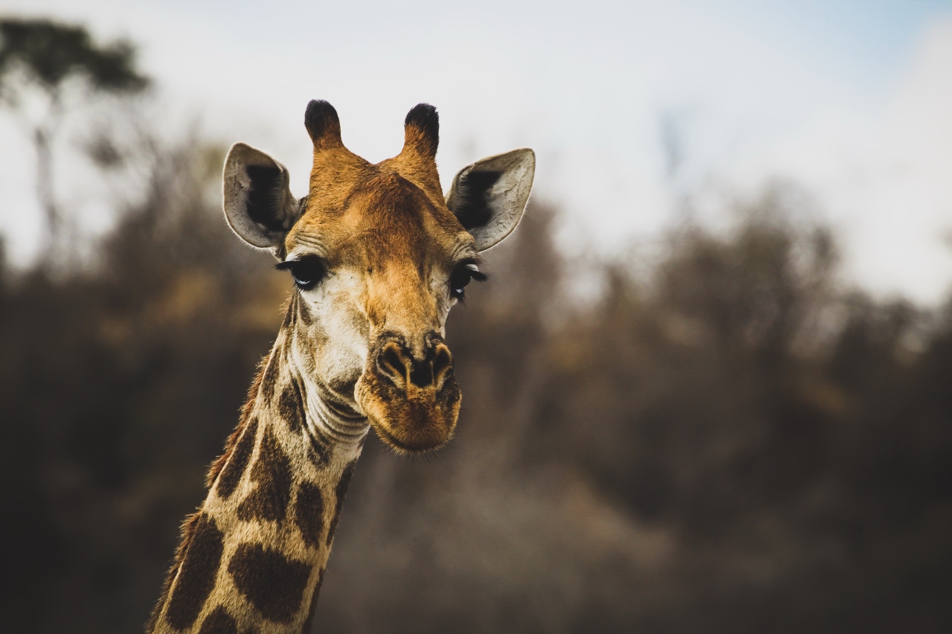 Обои размытость, животное, жираф, голова, рожки, шея, blur, animal, giraffe, head, horns, neck разрешение 1920x1280 Загрузить