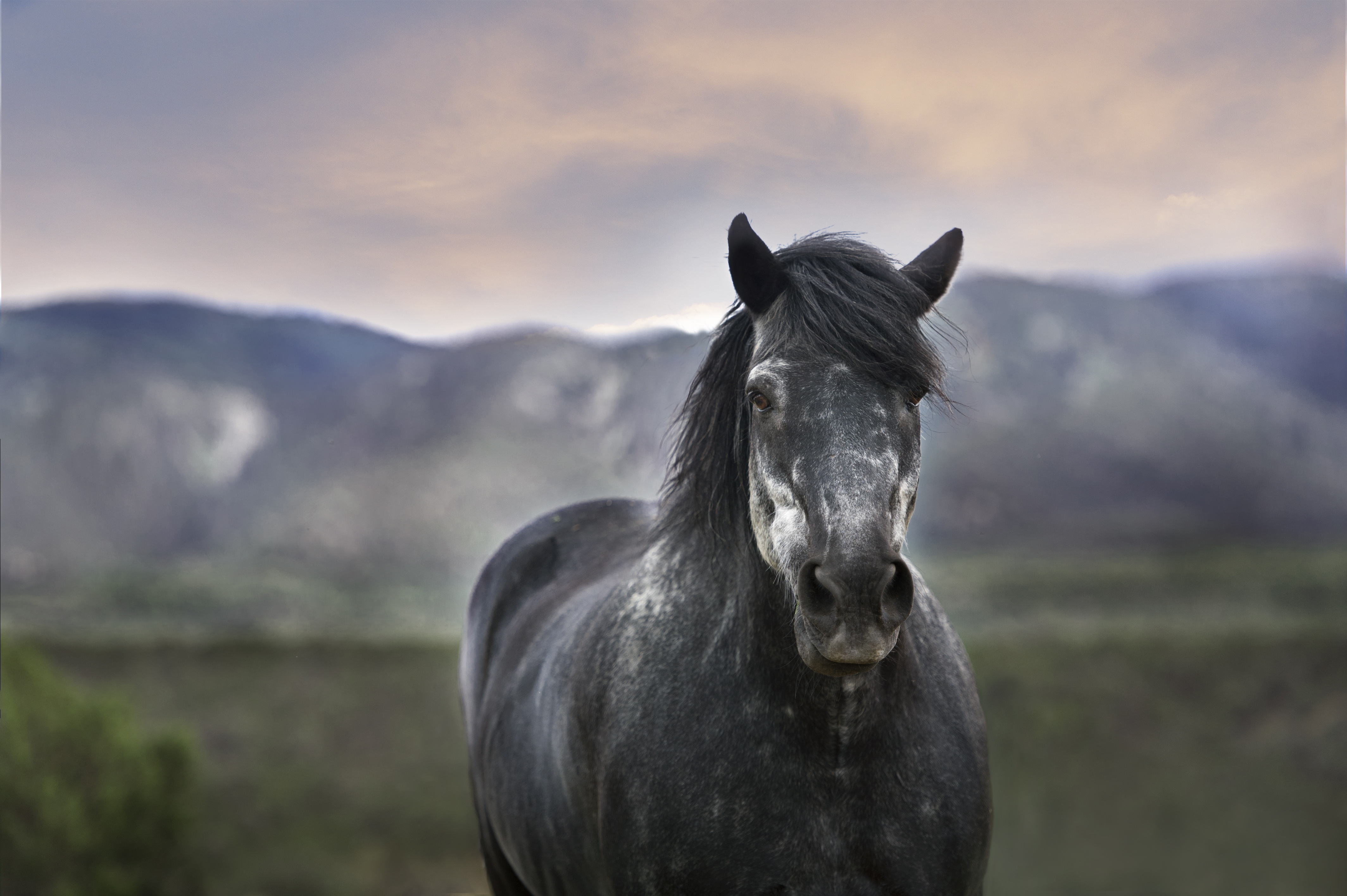 Обои лошадь, размытость, конь, грива, horse, blur, mane разрешение 4256x2832 Загрузить