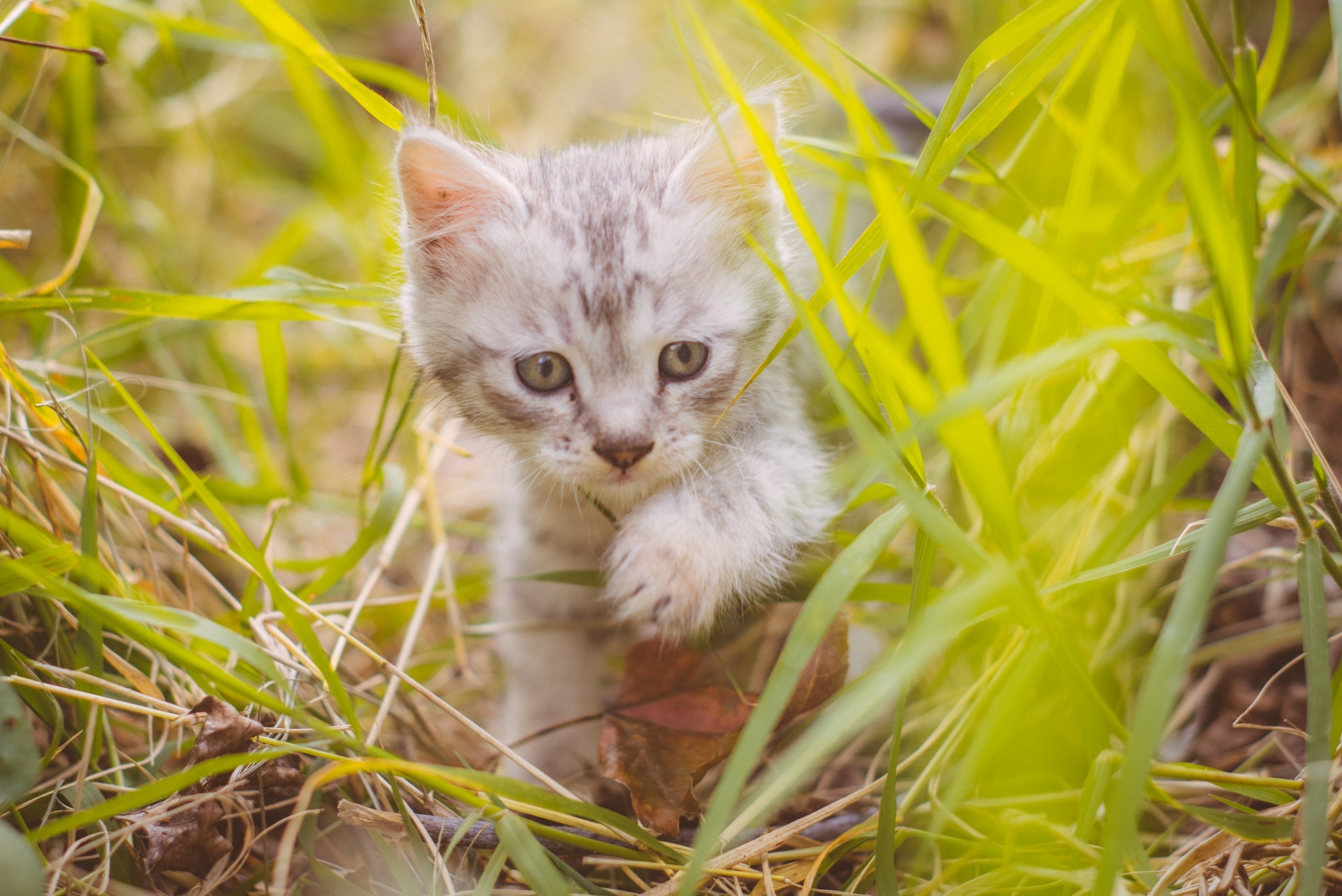 Обои трава, кот, мордочка, усы, кошка, взгляд, котенок, милый, grass, cat, muzzle, mustache, look, kitty, cute разрешение 2048x1367 Загрузить