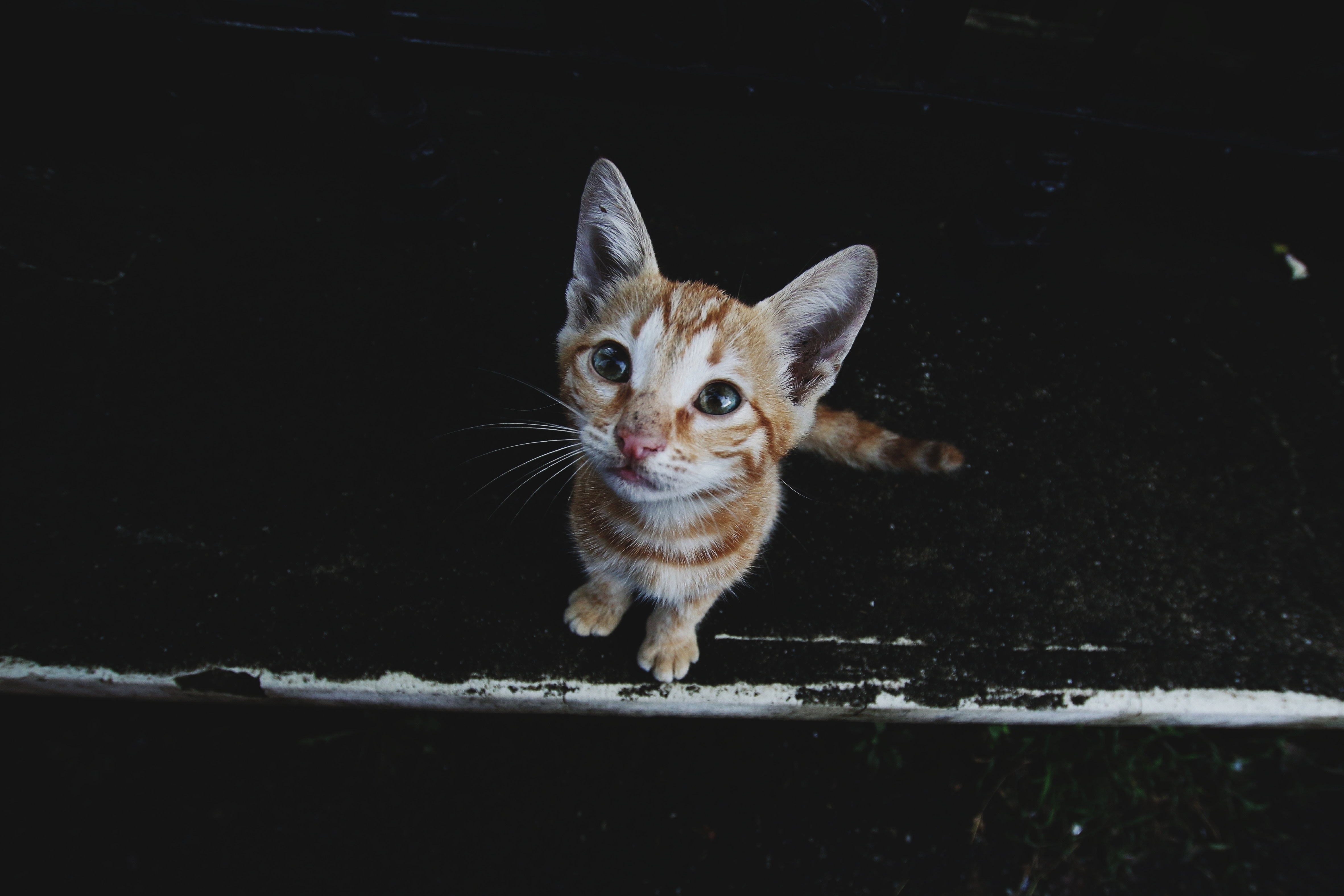 Обои кот, мордочка, усы, кошка, взгляд, котенок, черный фон, cat, muzzle, mustache, look, kitty, black background разрешение 4726x3151 Загрузить