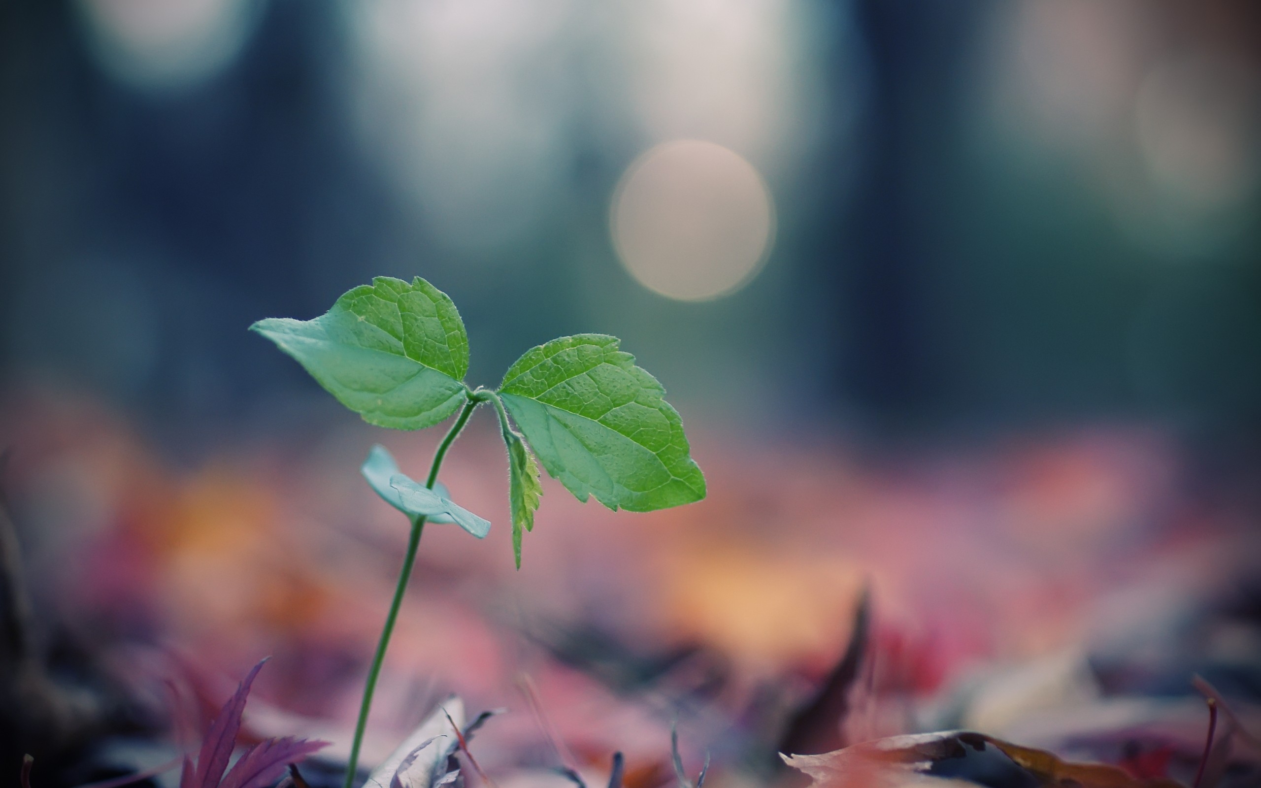 Обои природа, листья, макро, размытость, росток, зеленые листья, боке, nature, leaves, macro, blur, rostock, green leaves, bokeh разрешение 2560x1600 Загрузить