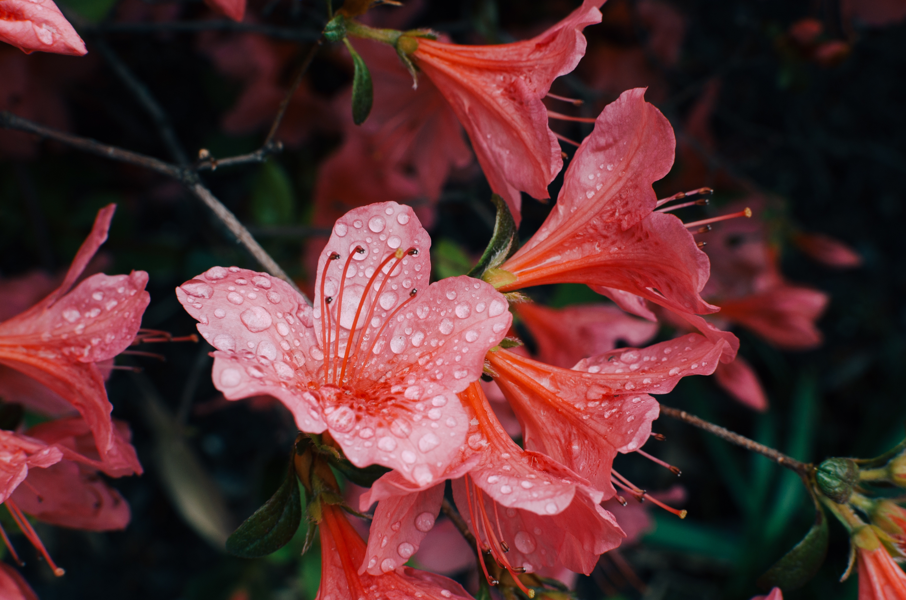 Обои цветы, лепестки, капли воды, азалия, рододендрон, flowers, petals, water drops, azalea, rhododendron разрешение 3000x1987 Загрузить