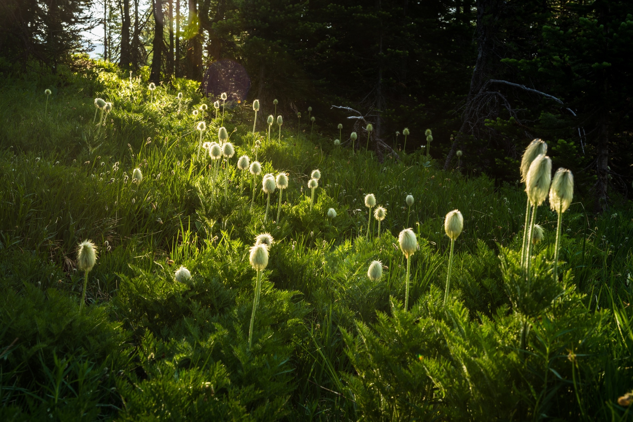 Обои цветы, трава, природа, растения, flowers, grass, nature, plants разрешение 2048x1367 Загрузить