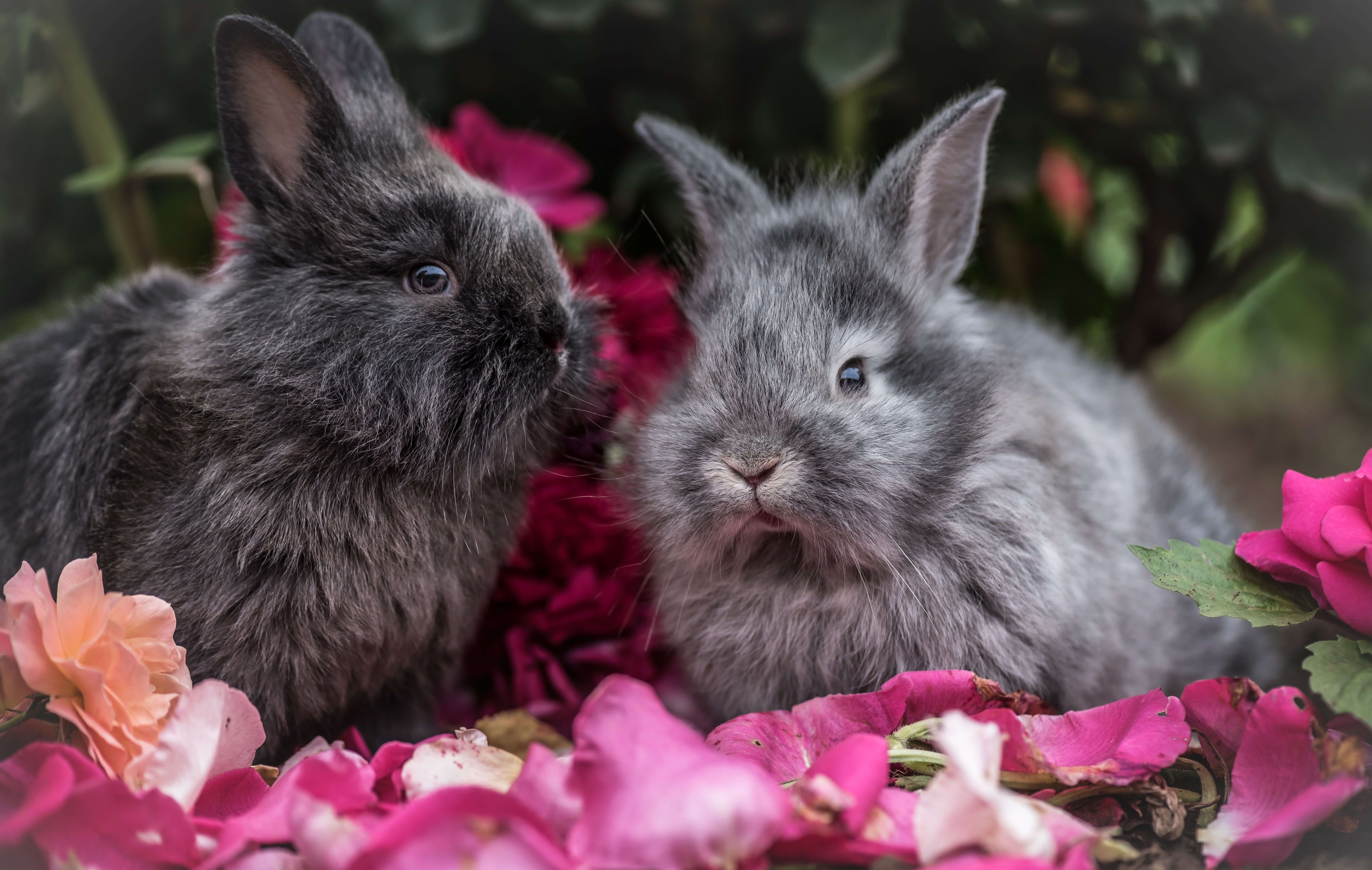 Обои цветы, взгляд, пушистые, ушки, кролик, кролики, flowers, look, fluffy, ears, rabbit, rabbits разрешение 7360x4667 Загрузить