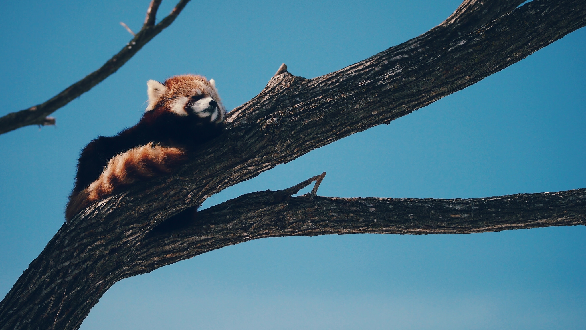 Обои дерево, панда, животное, красная панда, малая панда, tree, panda, animal, red panda разрешение 2048x1154 Загрузить