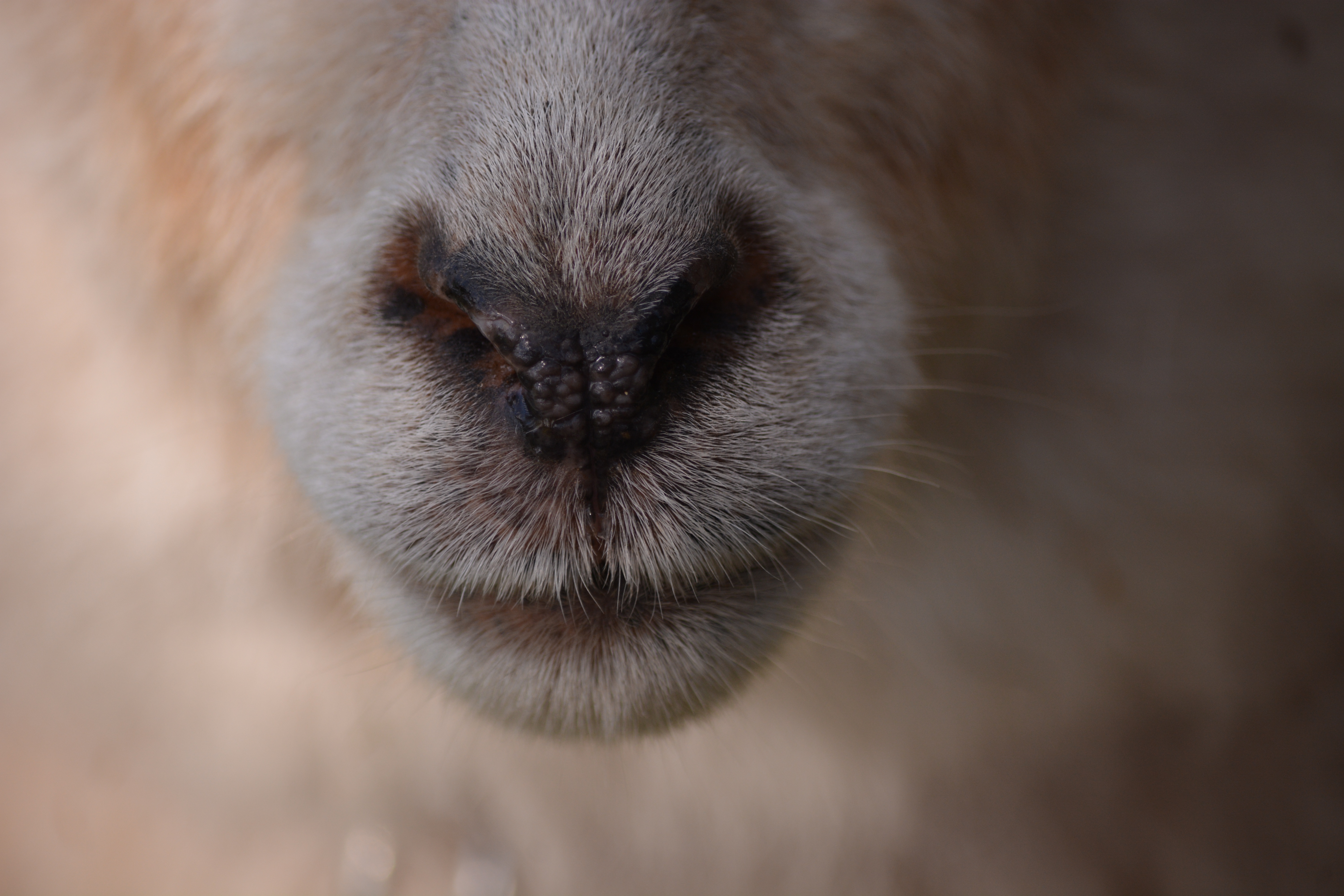 Обои шерсть, нос, овечка, крупным планом, овца, wool, nose, sheep, closeup разрешение 6000x4000 Загрузить