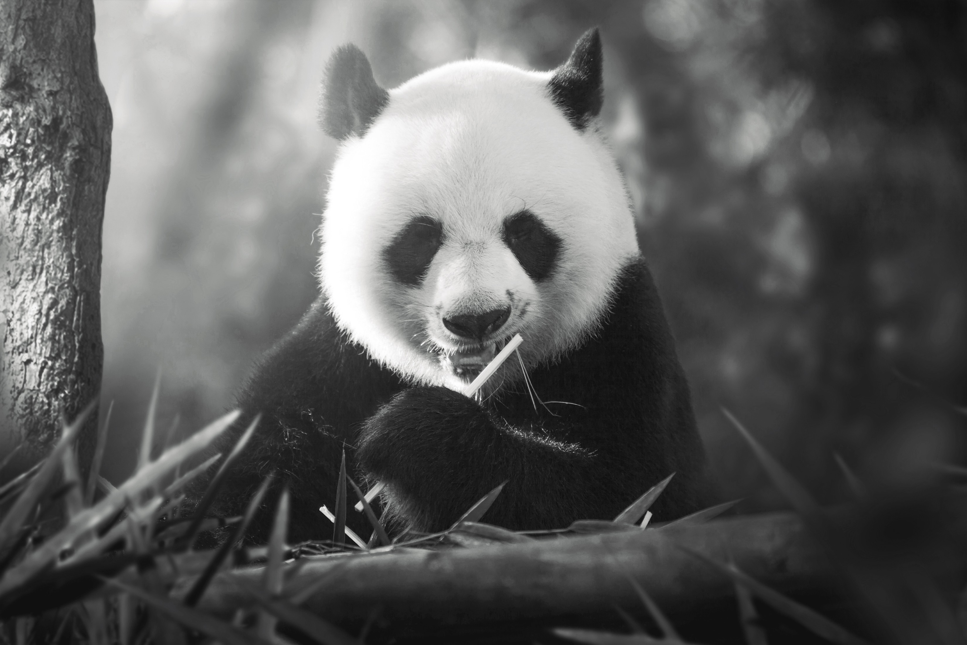 Обои панда, медведь, чёрно-белое, panda, bear, black and white разрешение 3300x2200 Загрузить