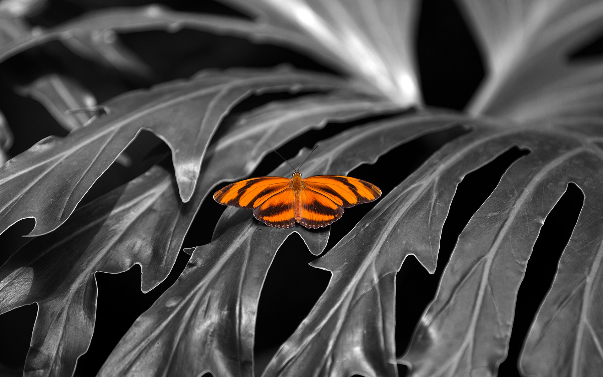 Цветок похож на крылья бабочки. Бабочка лист. Цветок напоминающий Крылья бабочки. Насекомое бабочка в стиле Хэллоуин. Бабочка на листочке.