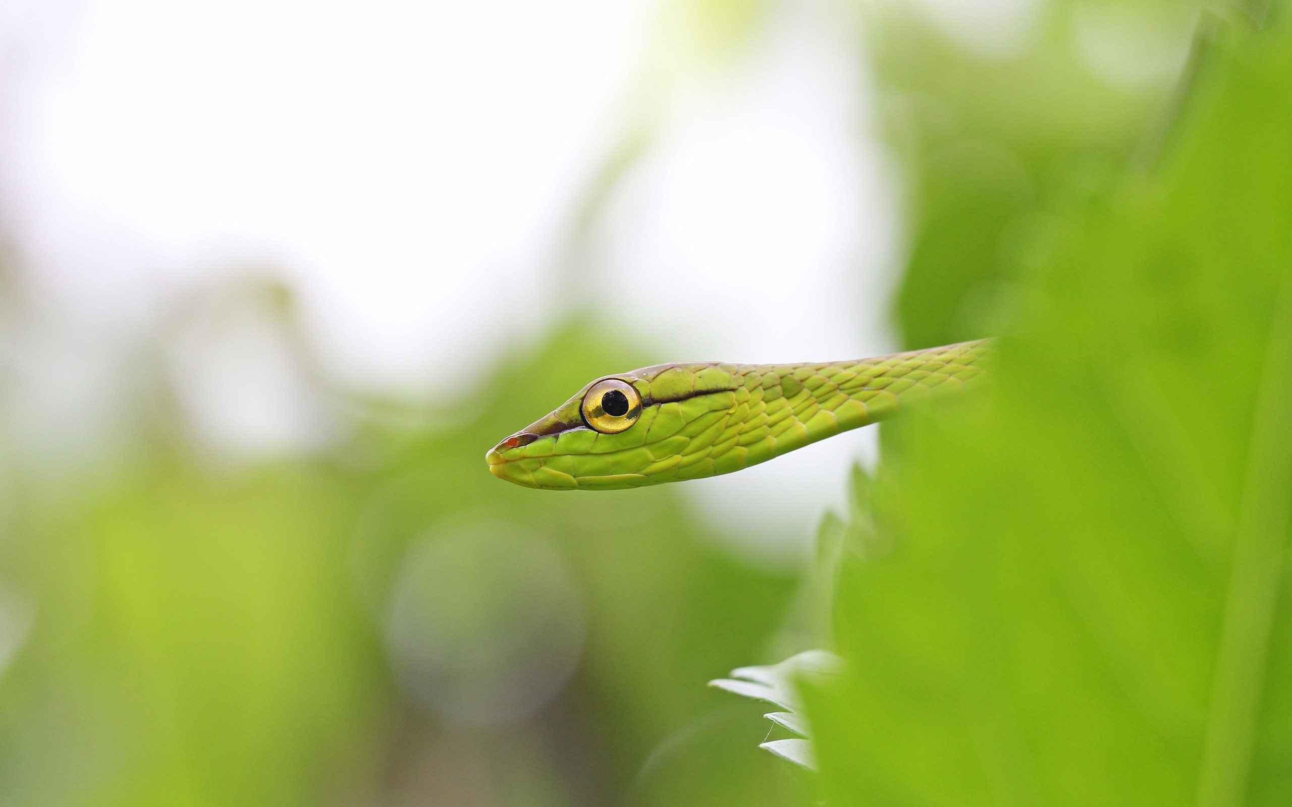 Обои листья, макро, змея, глаз, виноградник, leaves, macro, snake, eyes, vineyard разрешение 2560x1600 Загрузить