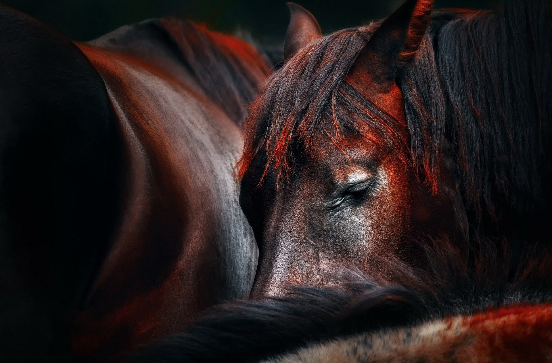 Рыже черная лошадь. Красивые лошади. Морда лошади. Грива лошади. Обои лошади.