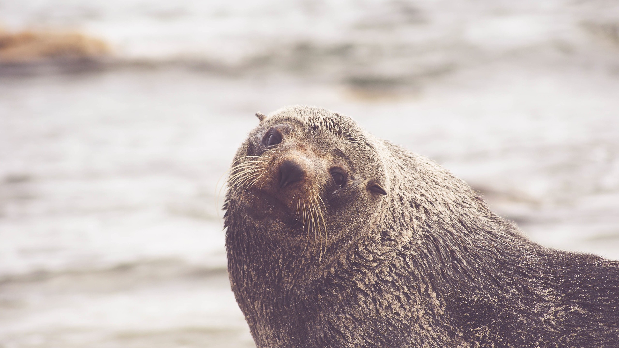 Обои усы, взгляд, тюлень, морской лев, mustache, look, seal, sea lion разрешение 2560x1440 Загрузить