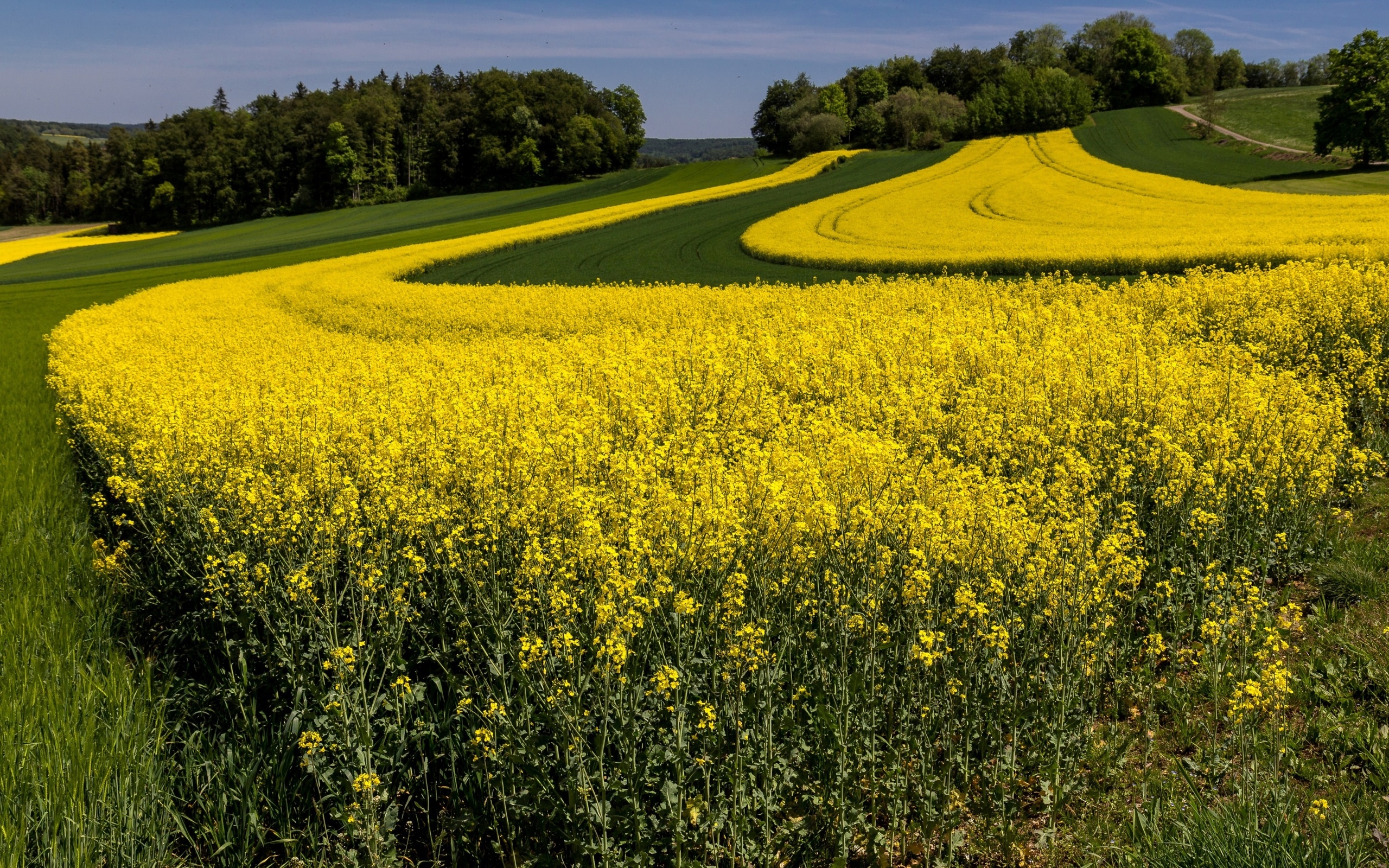 Обои цветы, природа, поле, рапс, flowers, nature, field, rape разрешение 2560x1600 Загрузить