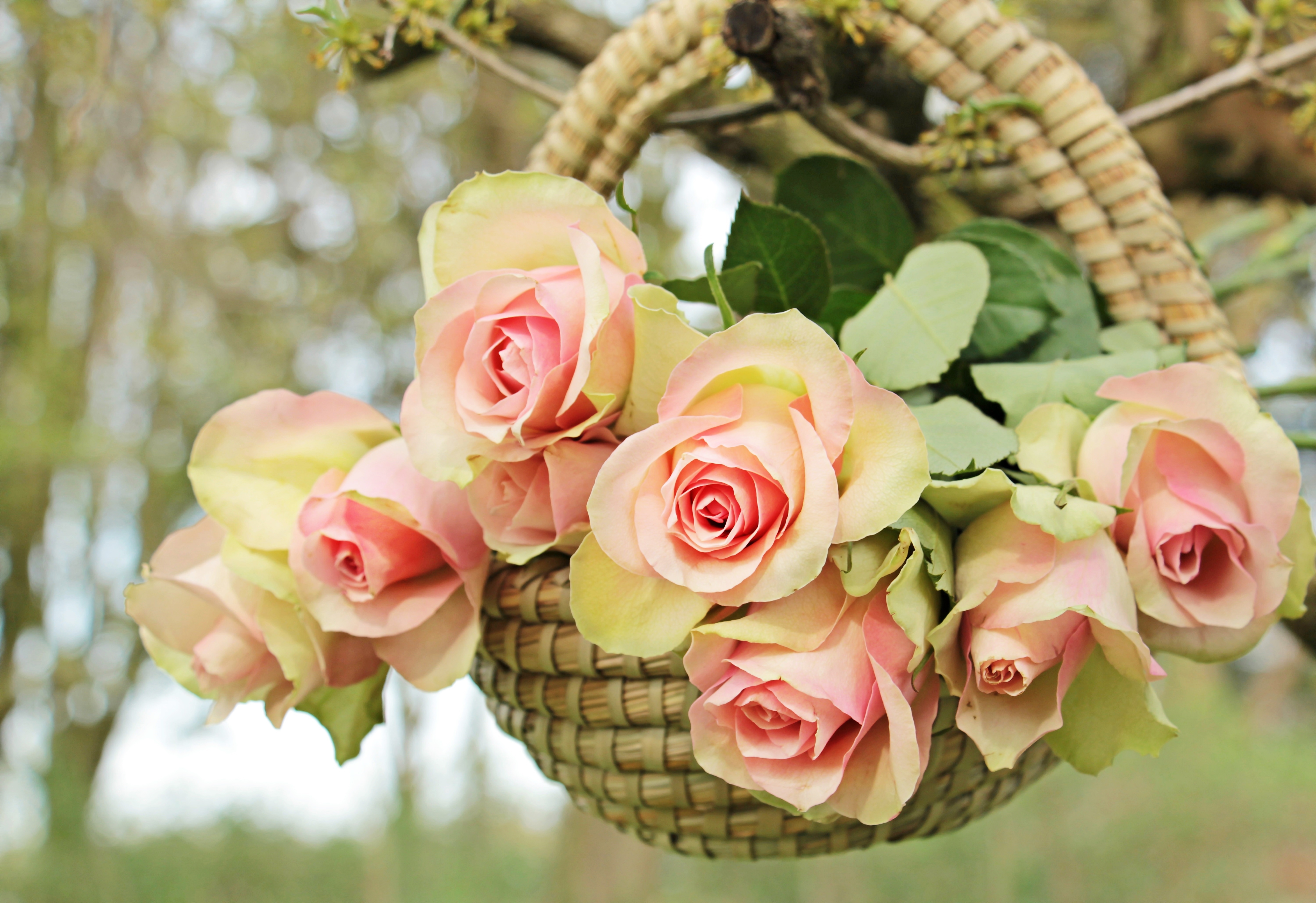 Beautiful rose flowers. Красивый букет. Красивые цветочки. Шикарные цветы.