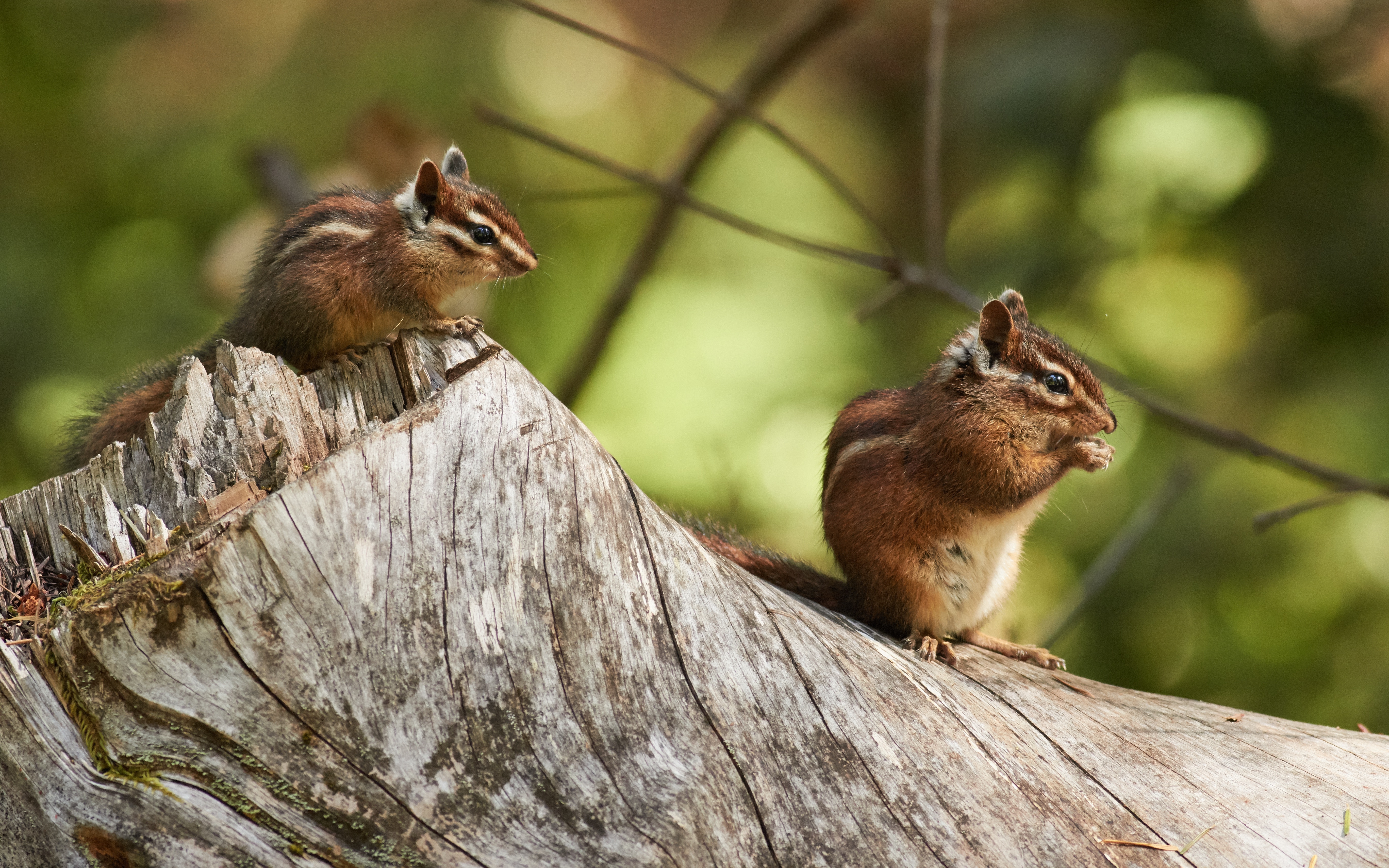 Обои пара, пень, бурундук, грызуны, бурундуки, зверюшки, pair, stump, chipmunk, rodents, chipmunks, animals разрешение 5472x3420 Загрузить