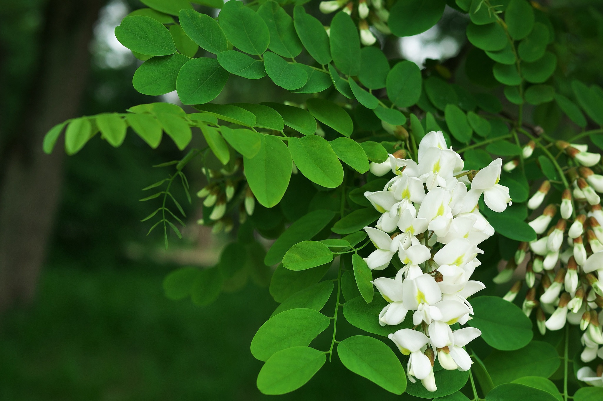 Обои дерево, цветение, листья, весна, белая, акация, акация белая, tree, flowering, leaves, spring, white, acacia разрешение 2048x1361 Загрузить