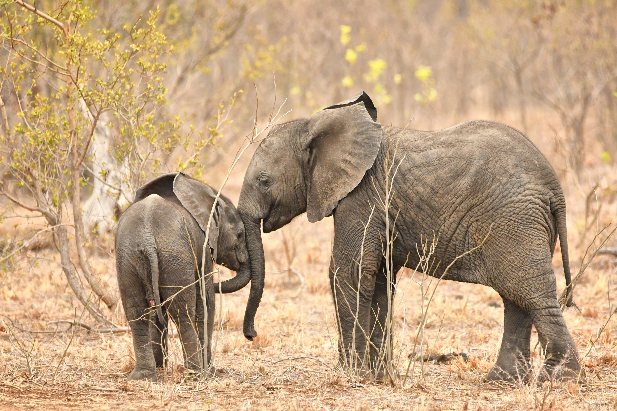 Обои природа, африка, слоны, хобот, nature, africa, elephants, trunk разрешение 2048x1365 Загрузить