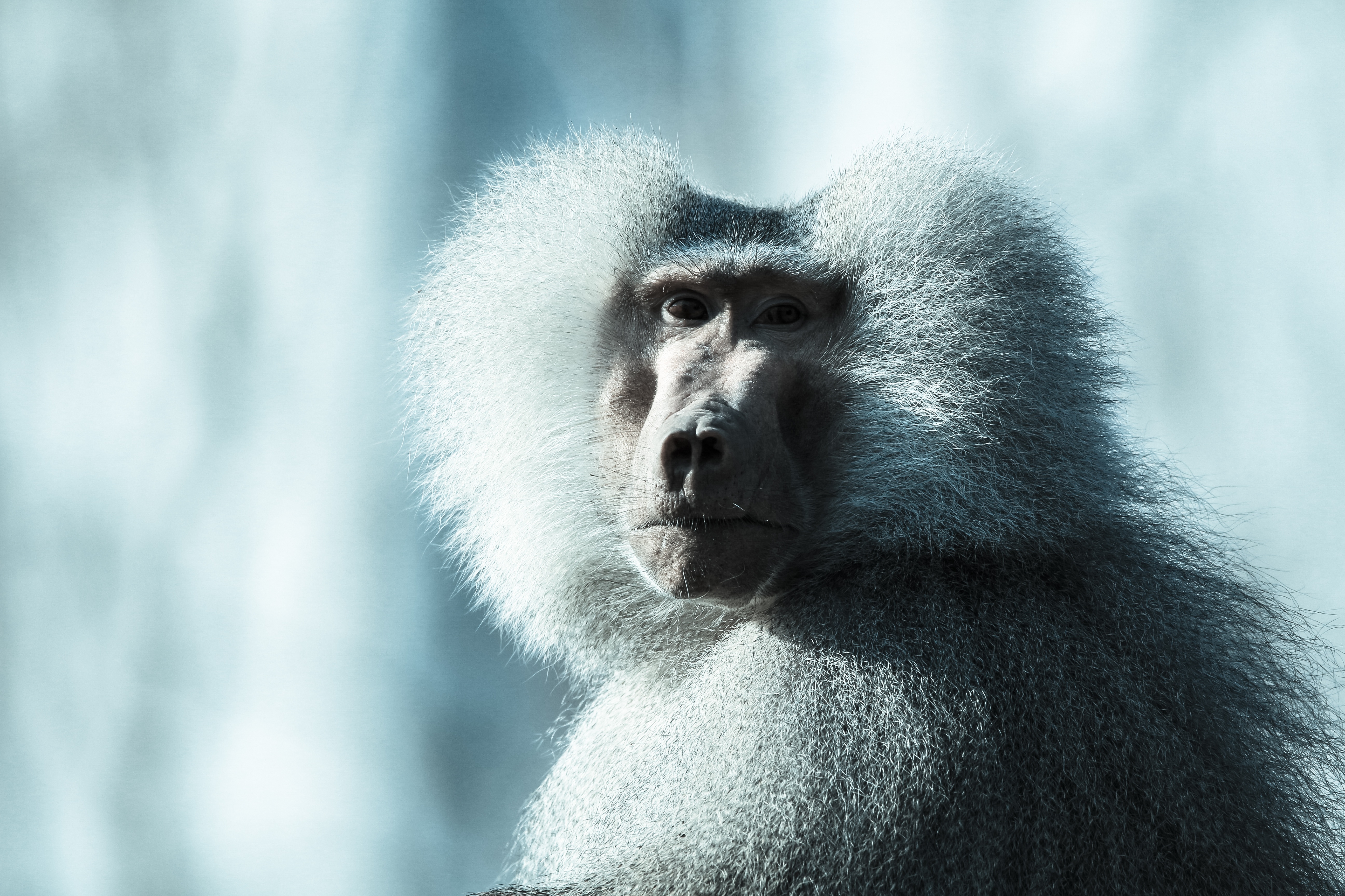 Обои морда, обезьяна, бабуин, face, monkey, baboon разрешение 5184x3456 Загрузить