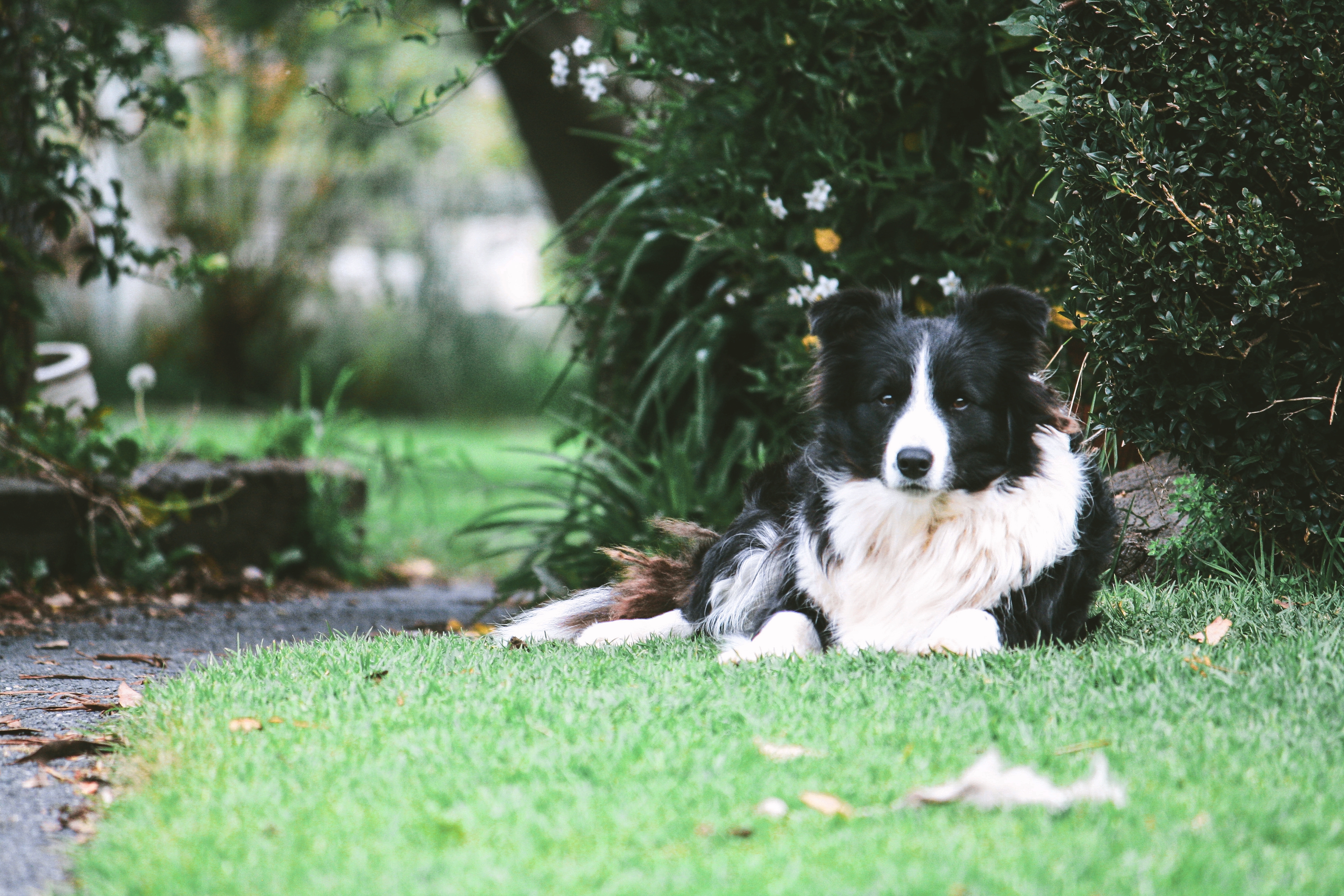 Обои трава, собака, лежа, бордер-колли, grass, dog, lying, the border collie разрешение 3888x2592 Загрузить