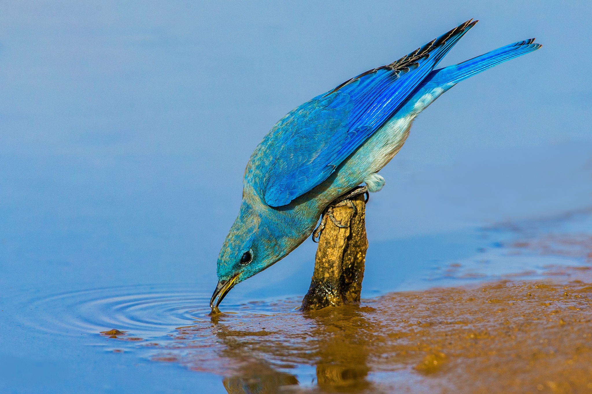 Обои вода, птица, клюв, перья, голубая сиалия, water, bird, beak, feathers, blue sialia разрешение 2048x1365 Загрузить