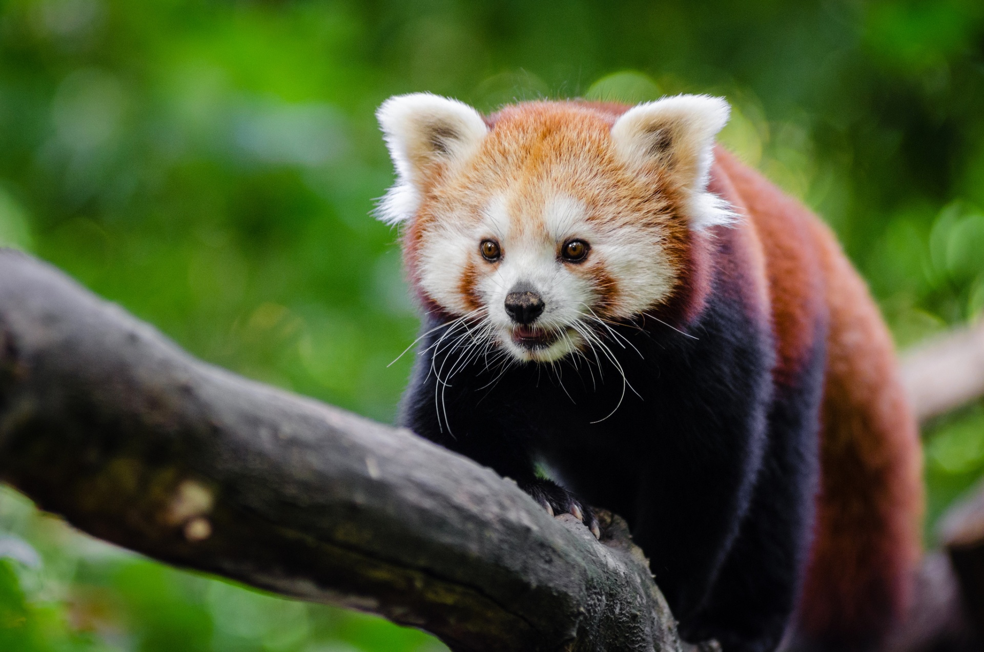 Обои дерево, мордочка, красная панда, малая панда, tree, muzzle, red panda разрешение 1920x1272 Загрузить