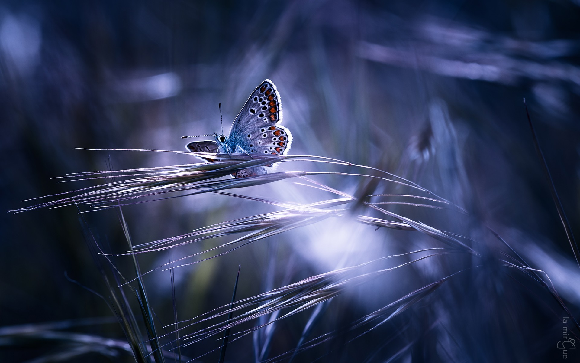 Обои трава, насекомое, бабочка, крылья, колоски, guillaume, grass, insect, butterfly, wings, spikelets разрешение 1920x1200 Загрузить