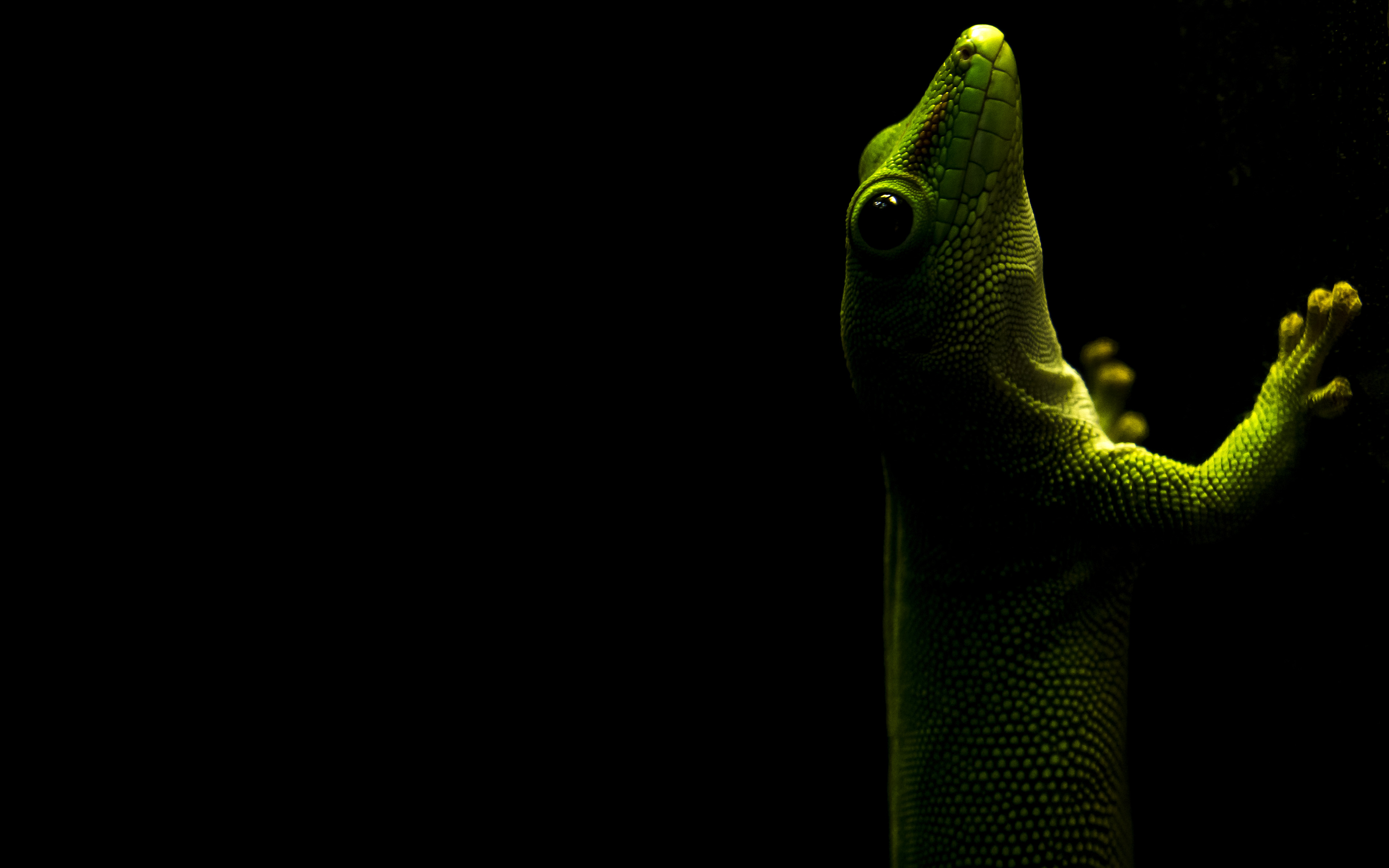 Обои ящерица, черный фон, геккон, рептилия, пресмыкающееся, lizard, black background, gecko, reptile разрешение 3840x2400 Загрузить