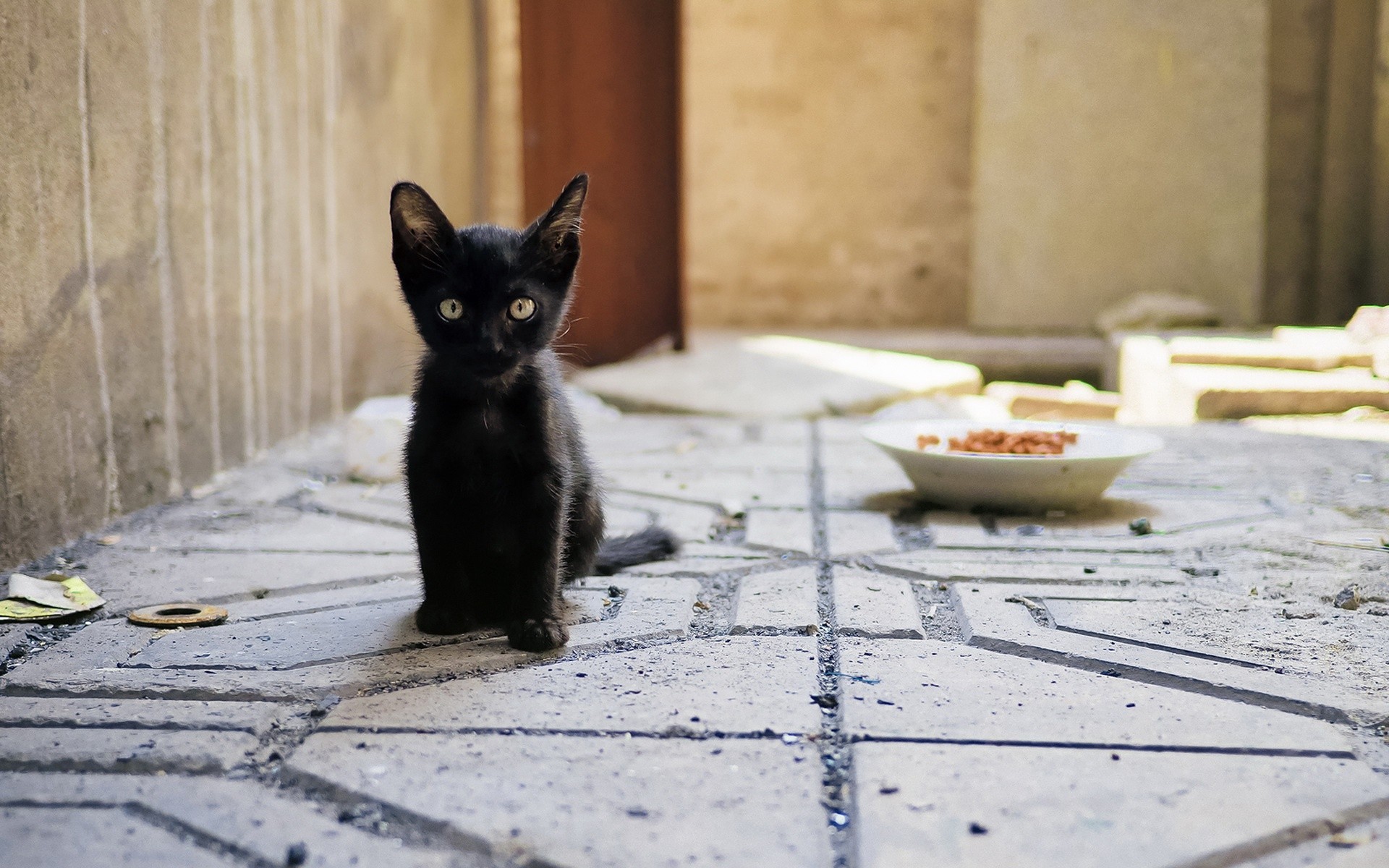 Обои глаза, взгляд, котенок, корм, миска, чёрная кошка, eyes, look, kitty, food, bowl, black cat разрешение 1920x1200 Загрузить