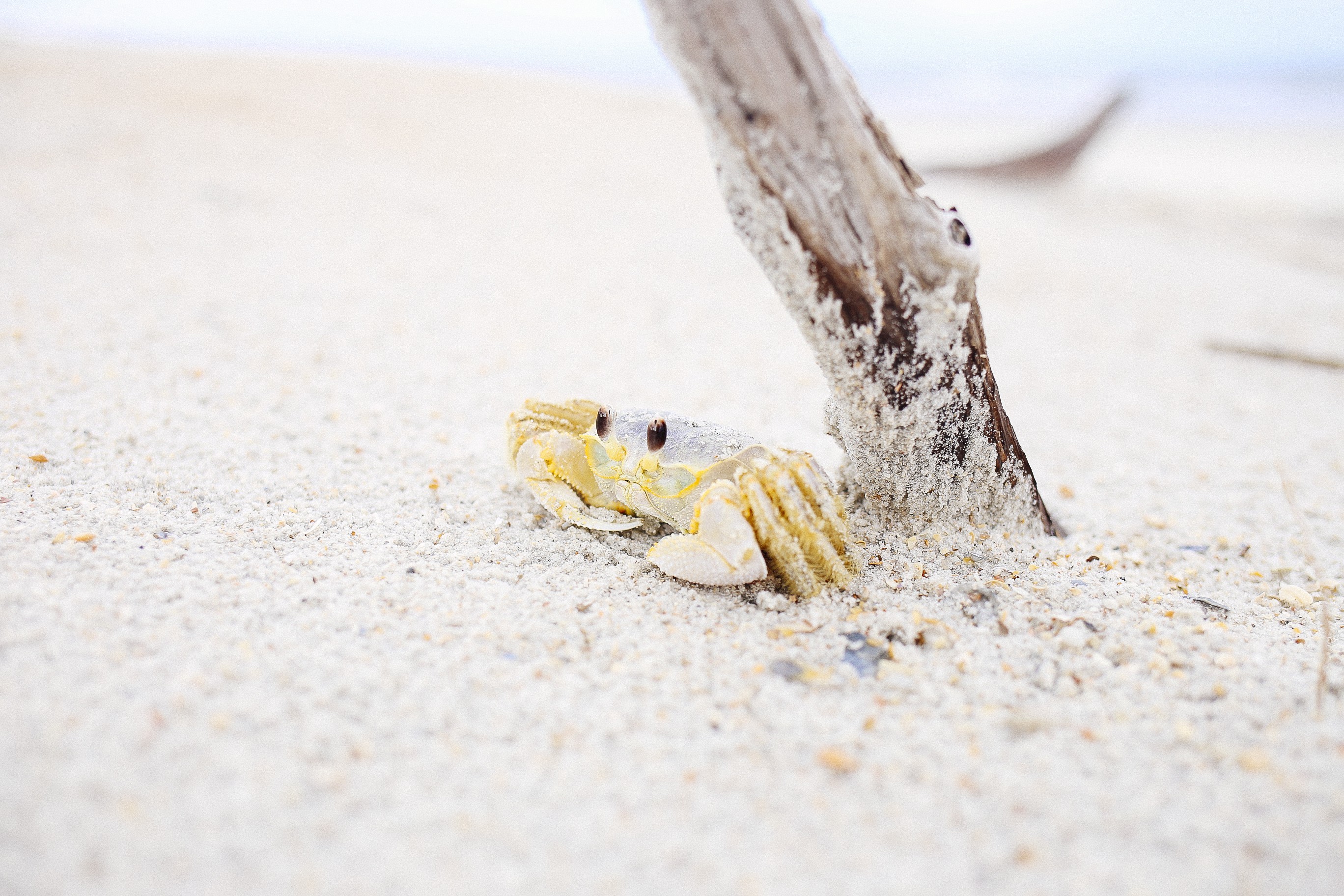 Обои природа, дерево, берег, песок, пляж, краб, nature, tree, shore, sand, beach, crab разрешение 2736x1824 Загрузить