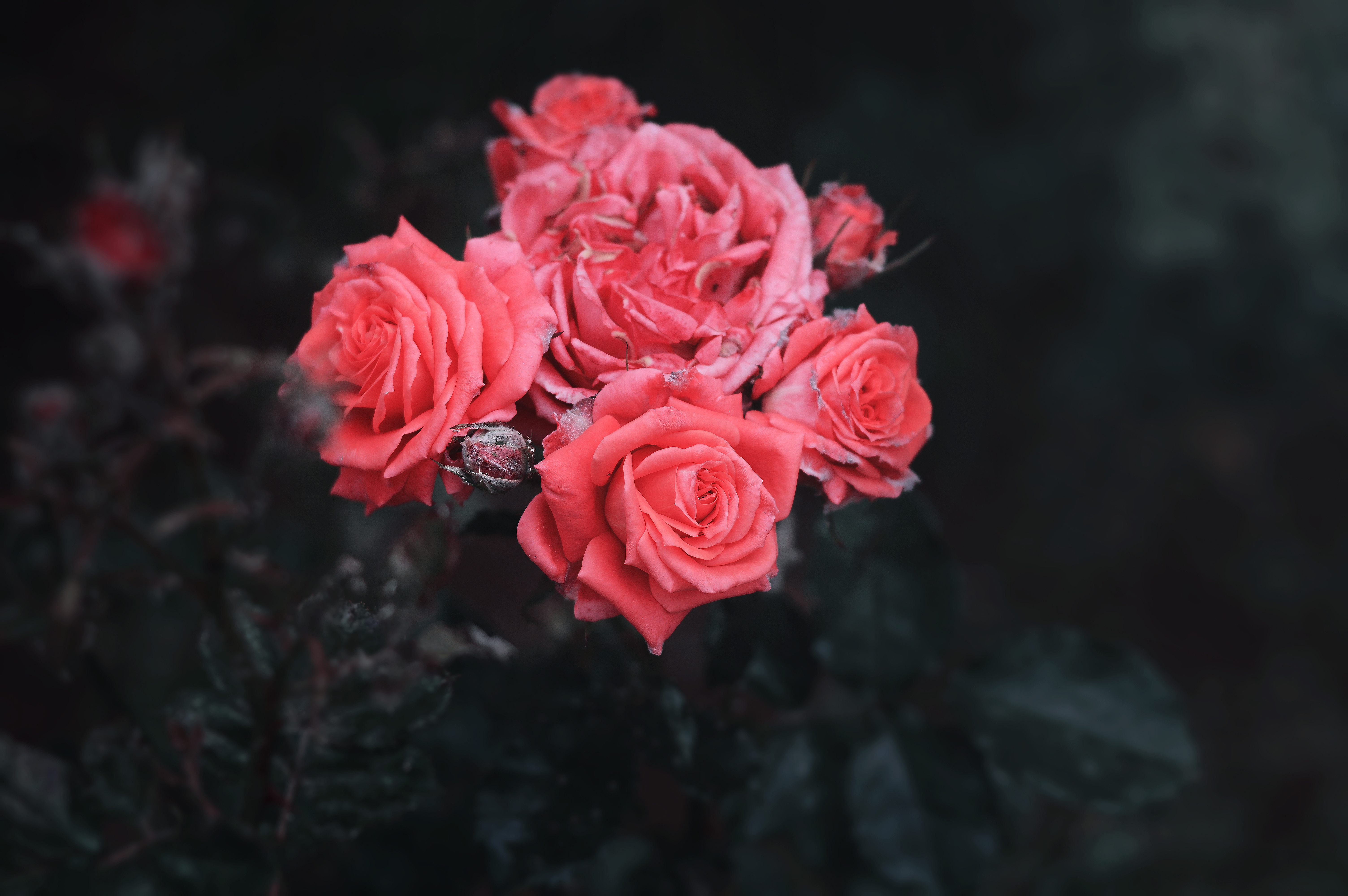 Обои цветы, бутоны, розы, лепестки, черный фон, куст, flowers, buds, roses, petals, black background, bush разрешение 6016x4000 Загрузить