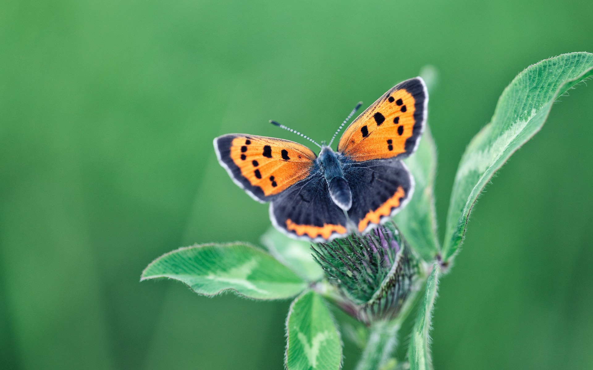 Обои клевер, листья, бабочка, крылья, насекомые, растение, clover, leaves, butterfly, wings, insects, plant разрешение 1920x1200 Загрузить